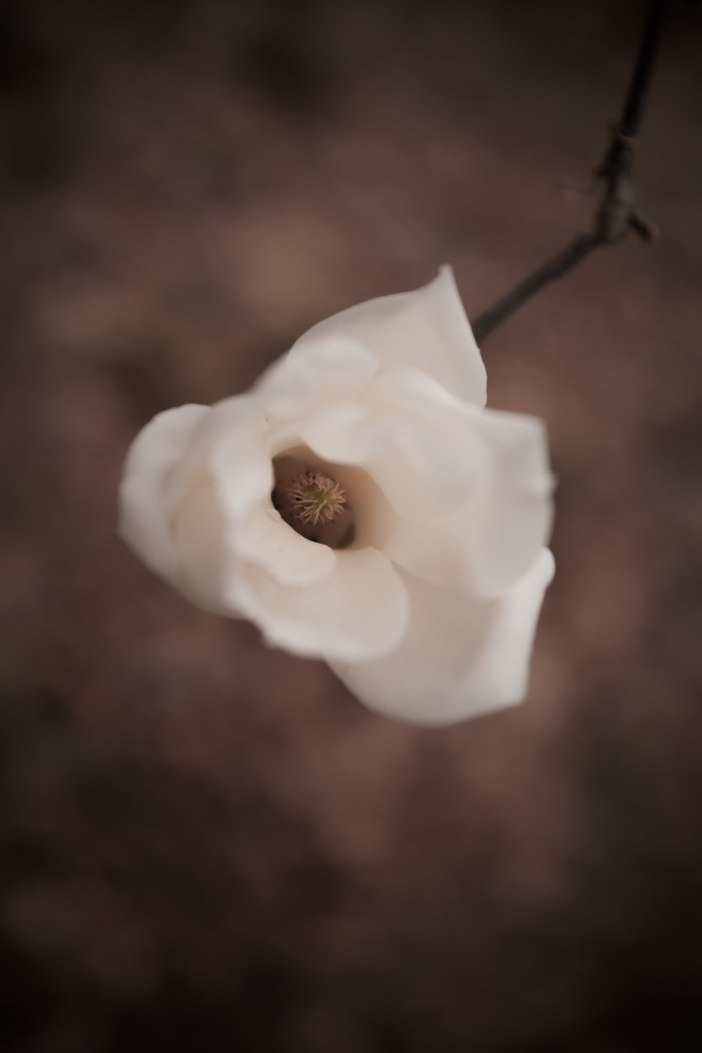 Canon EF 24-70mm F2.8L II USM sample photo. Magnolia photography