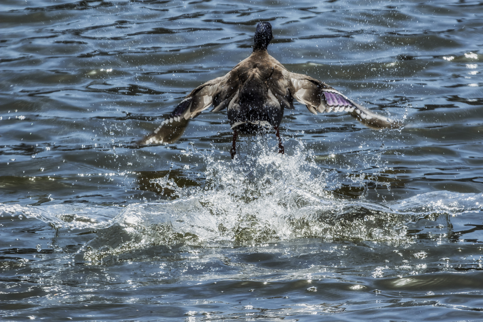 Canon EF 100-400mm F4.5-5.6L IS USM sample photo. The mallard photography