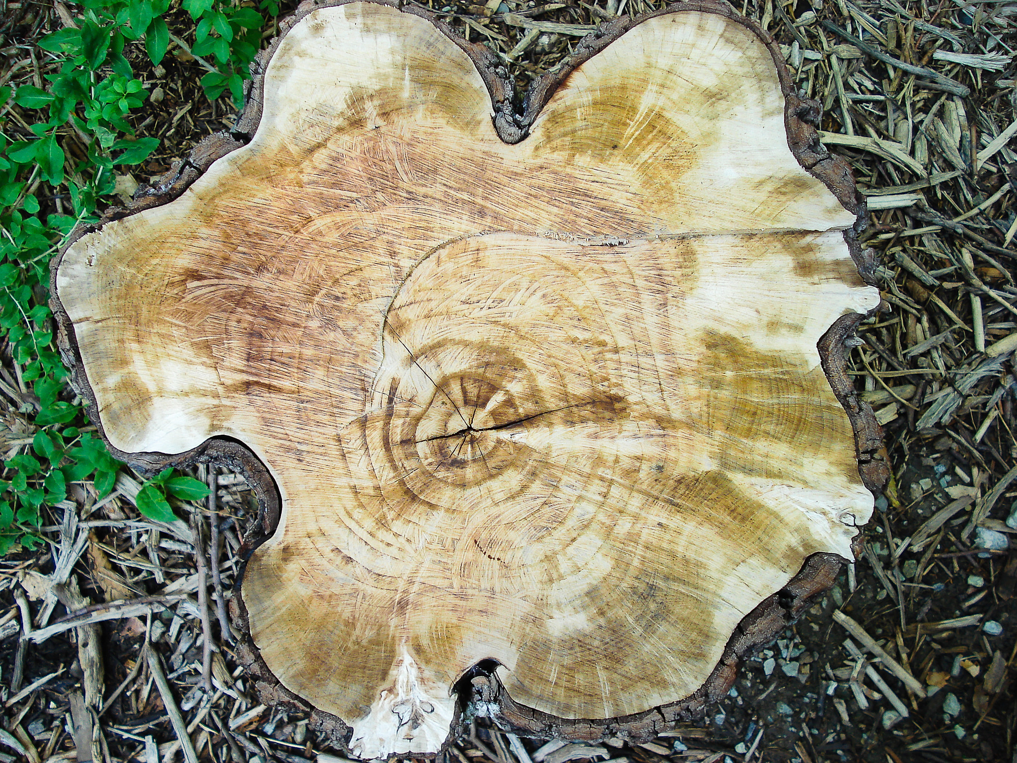 Sony DSC-W30 sample photo. Nice trunk photography