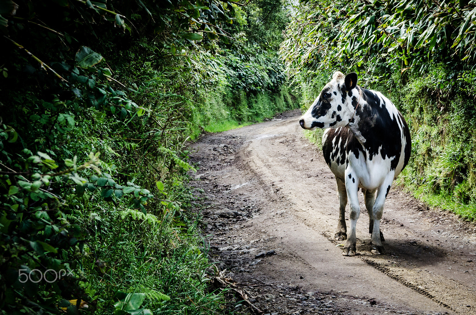 Nikon D7000 + Sigma 18-50mm F2.8 EX DC sample photo. Are you going in my way? photography