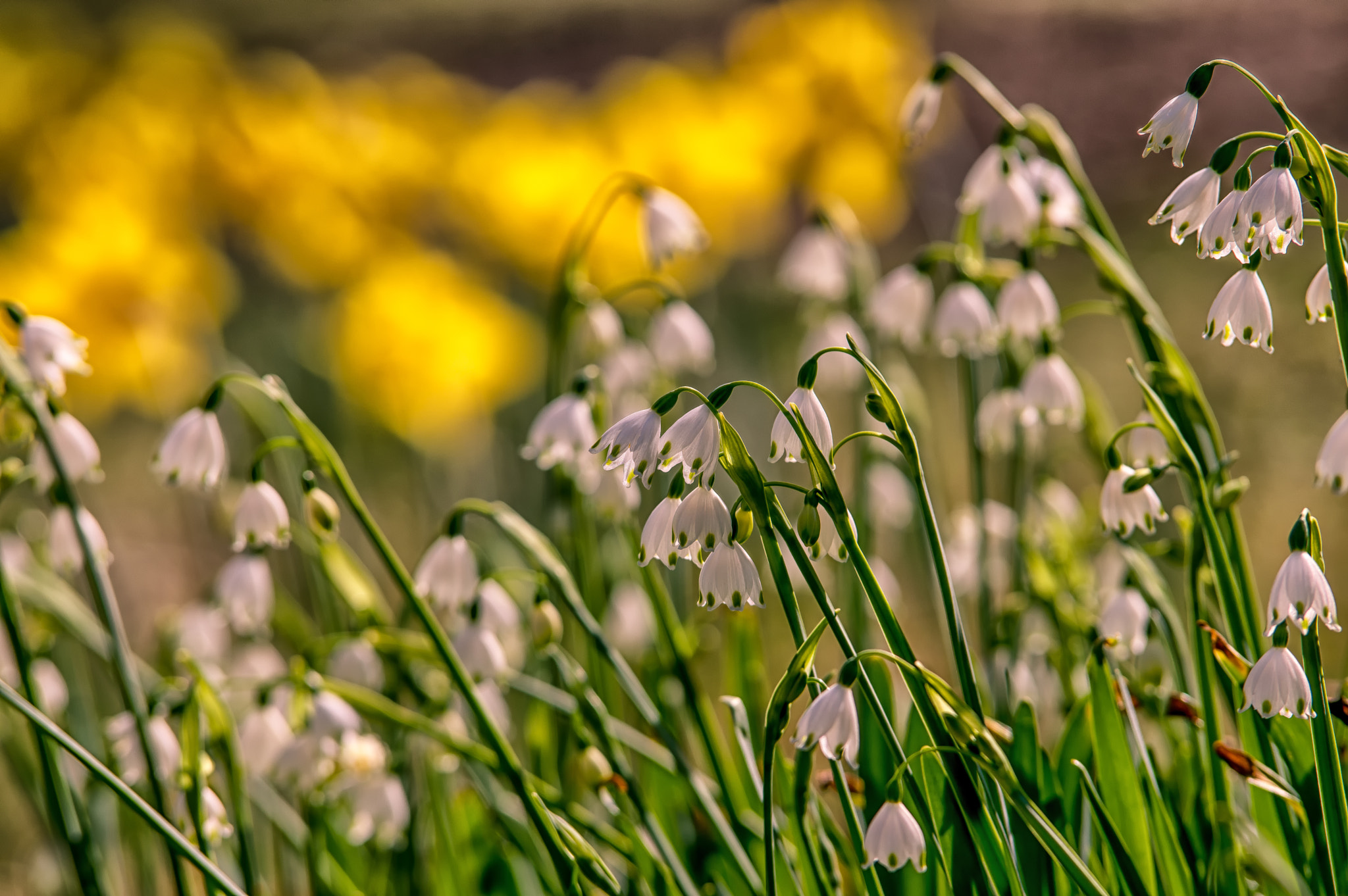 Pentax K-3 II sample photo. Summer snowflake photography