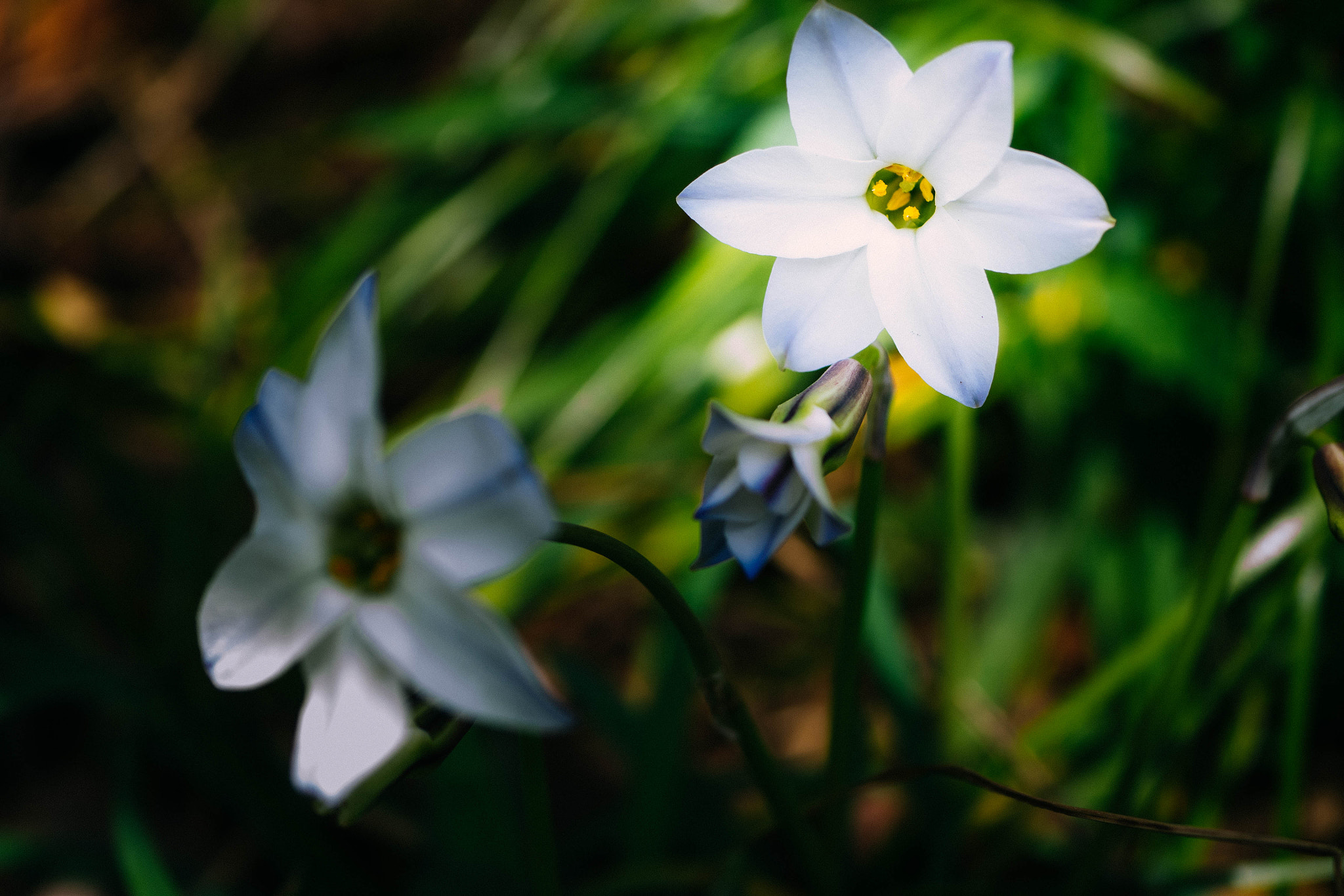 Olympus OM-D E-M1 + Panasonic Lumix G Macro 30mm F2.8 ASPH Mega OIS sample photo. Star of bethlehem photography