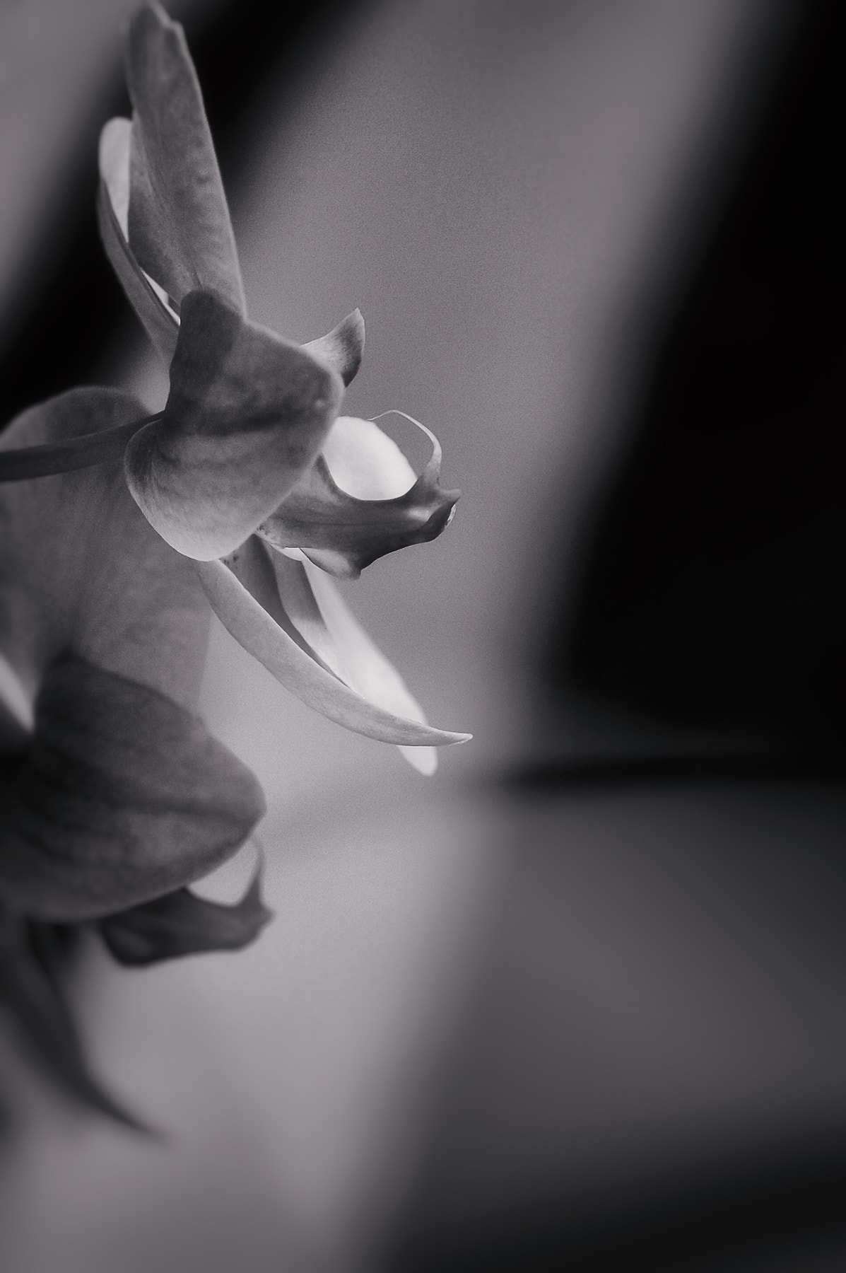 Nikon AF-S Nikkor 70-200mm F4G ED VR sample photo. Orchid composition photography