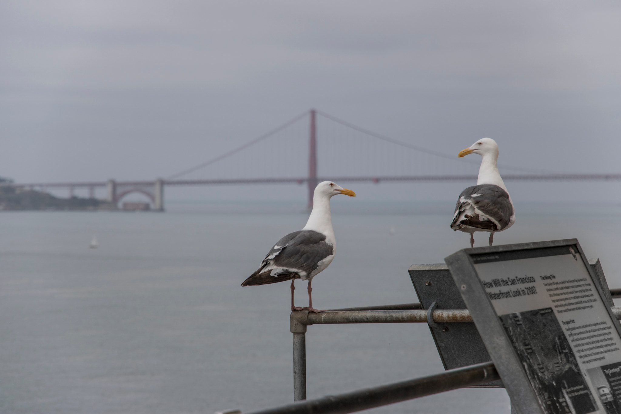 Canon EOS 760D (EOS Rebel T6s / EOS 8000D) sample photo. Seagulls in alcatraz photography
