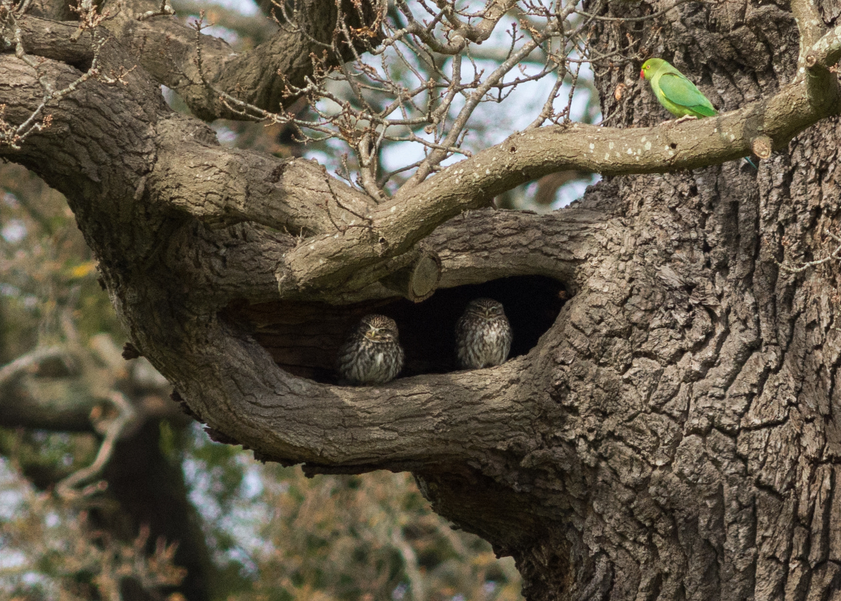 AF Nikkor 300mm f/4 IF-ED sample photo. One of these birds is not like the others.... little owls and a parakeet photography