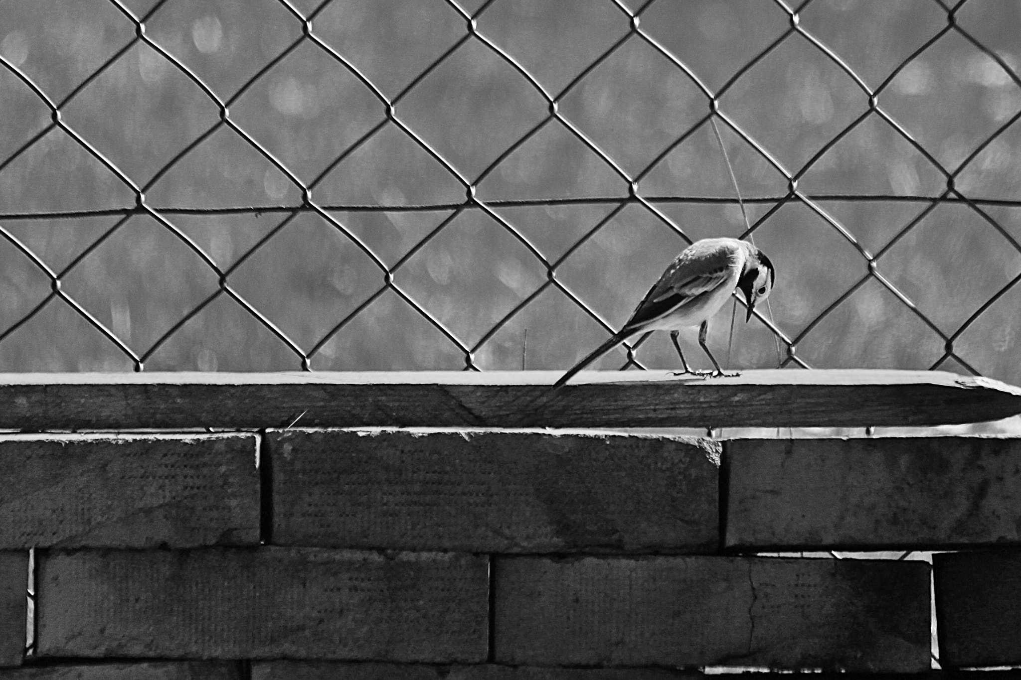 Canon EOS 500D (EOS Rebel T1i / EOS Kiss X3) sample photo. Freedom is not just a word photography