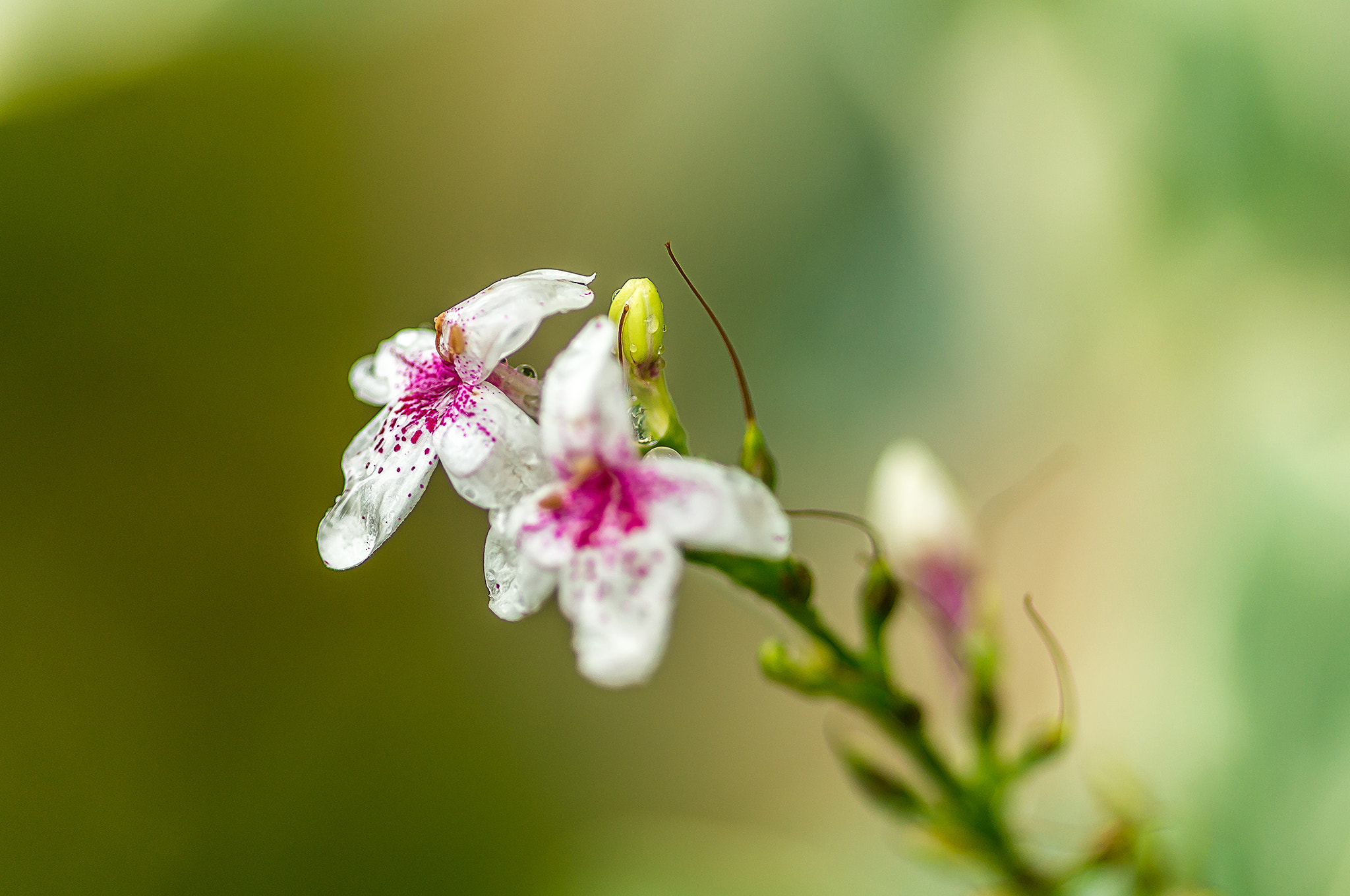 Sony SLT-A57 + Sigma 30mm F1.4 EX DC HSM sample photo. Blessed with a new day photography