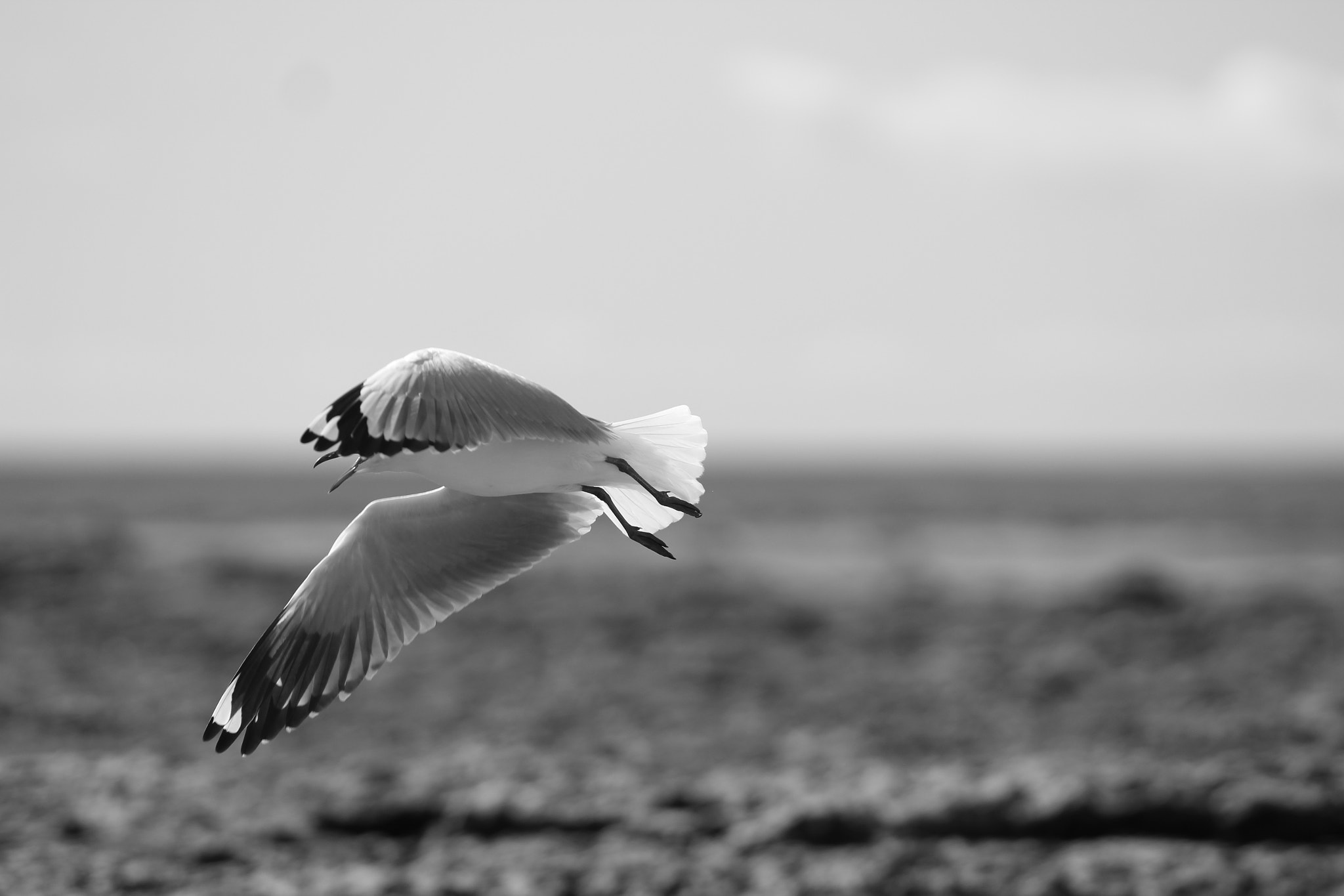 Canon EF 70-200mm F2.8L USM sample photo. Flight photography