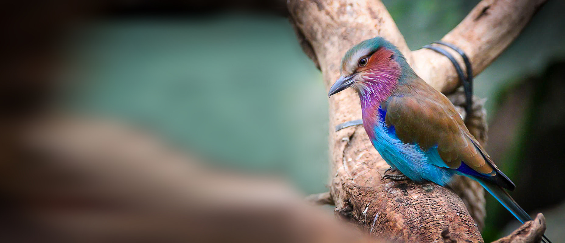 Canon EF 28-300mm F3.5-5.6L IS USM sample photo. #little bird photography