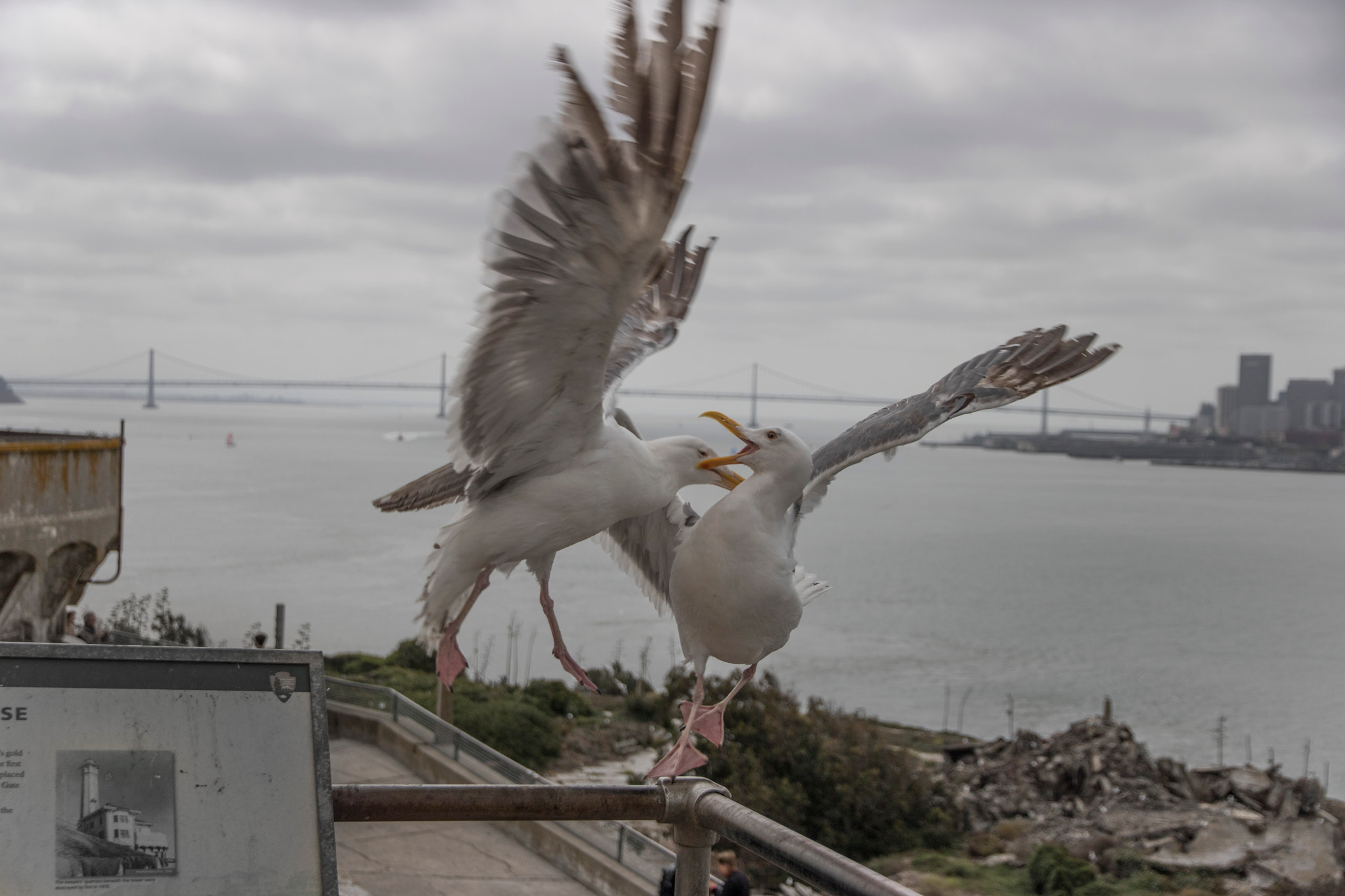 Canon EOS 760D (EOS Rebel T6s / EOS 8000D) + Canon EF-S 15-85mm F3.5-5.6 IS USM sample photo. Seagull's fight in alcatraz photography