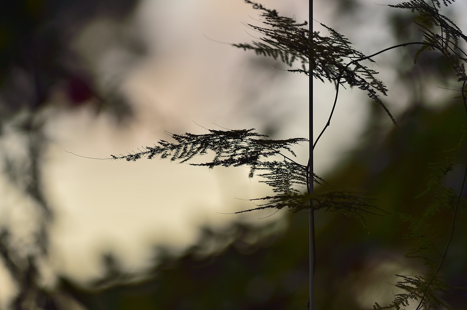 Nikon AF-S Nikkor 200-400mm F4G ED-IF VR sample photo. _mrc2780.jpg photography
