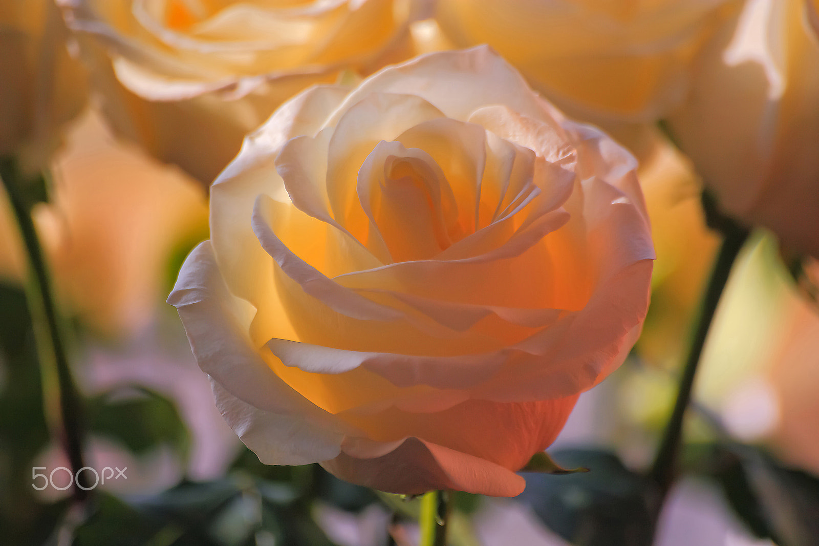 Sigma 70-300mm F4-5.6 APO DG Macro sample photo. The beautiful rose photography