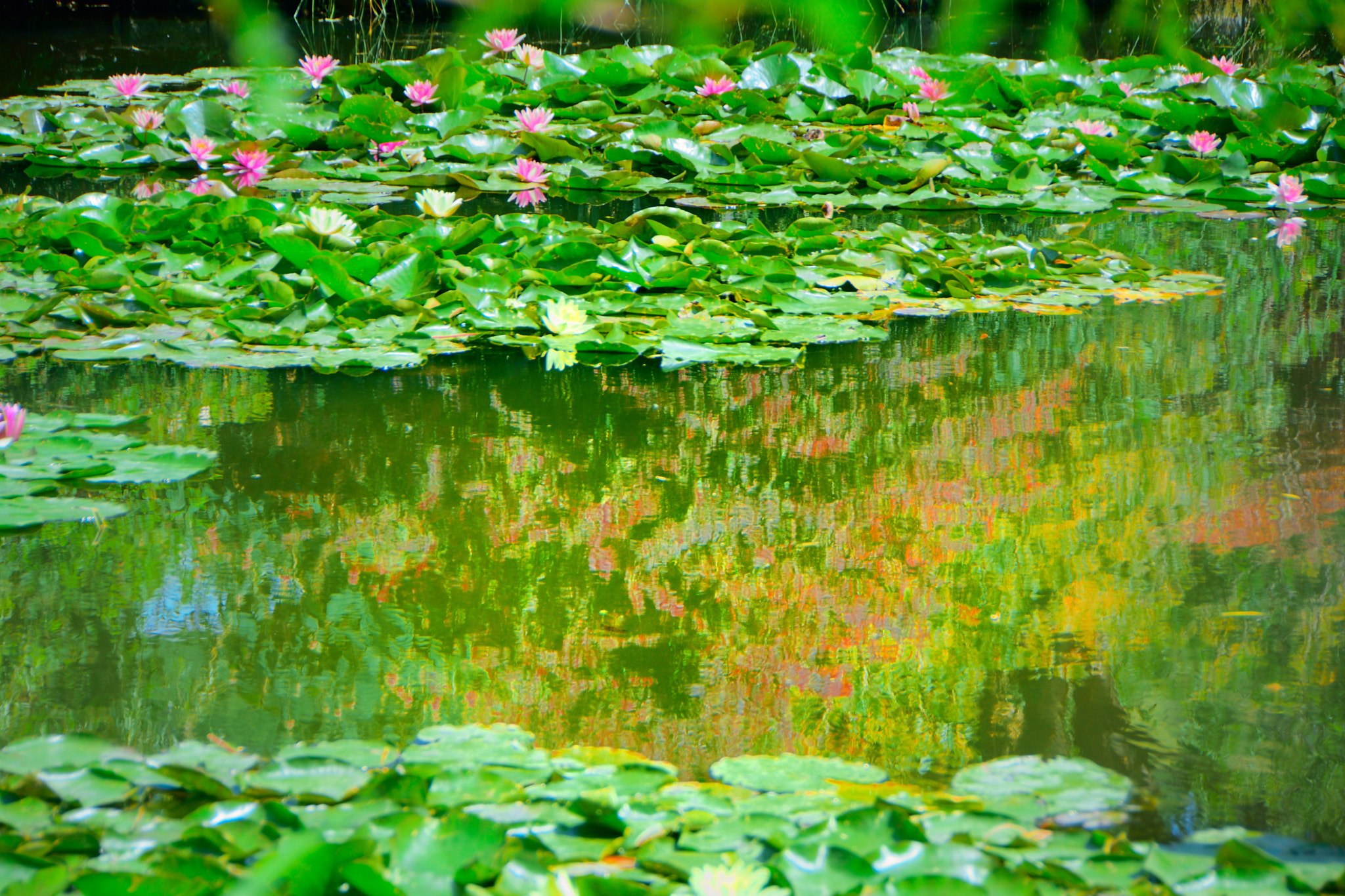 Nikon D3300 + Nikon AF-S DX Nikkor 18-200mm F3.5-5.6G IF-ED VR sample photo. Monet's water lilies photography