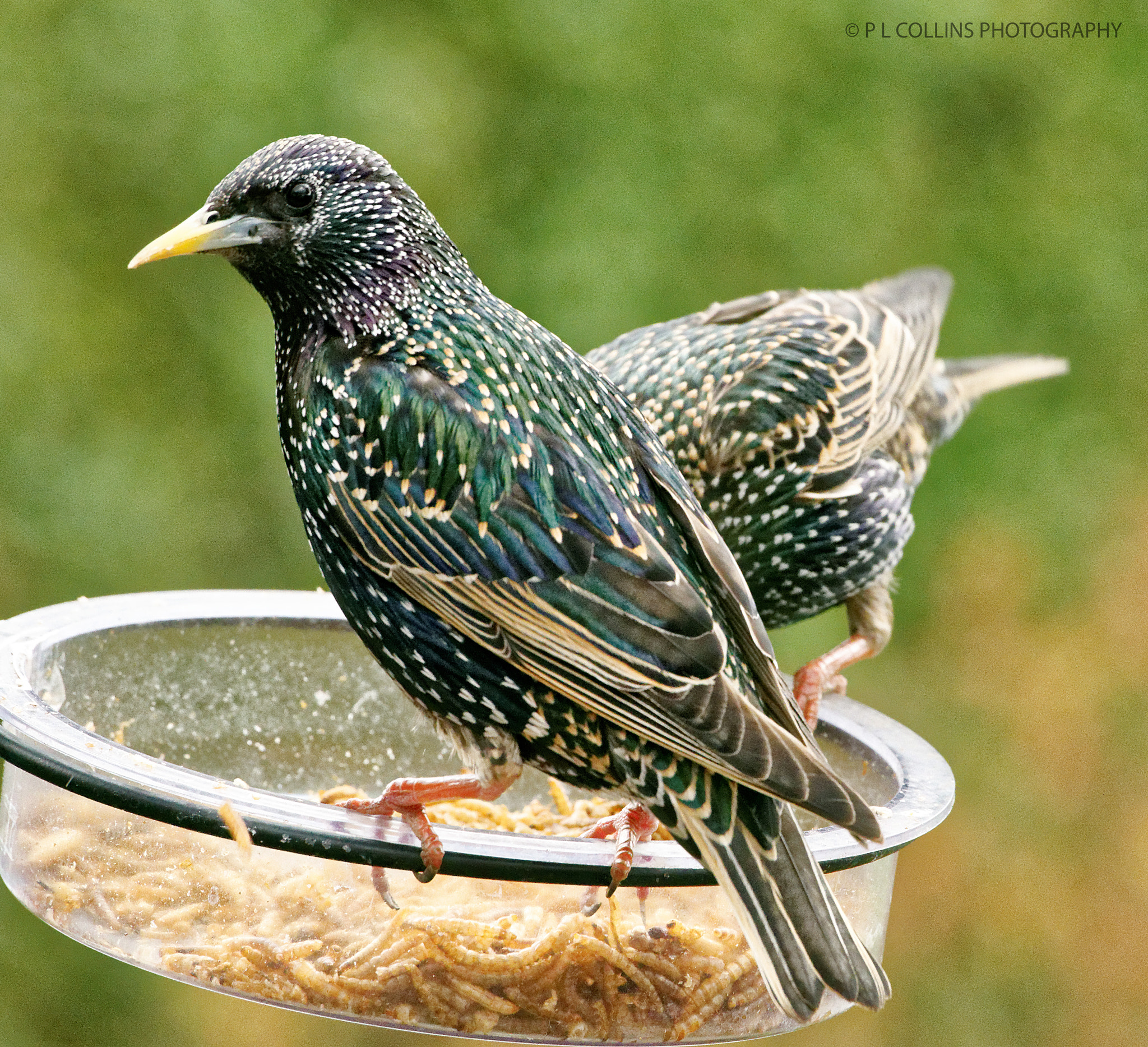 Sigma 50-500mm F4.5-6.3 DG OS HSM sample photo. Starlings in the garden today photography