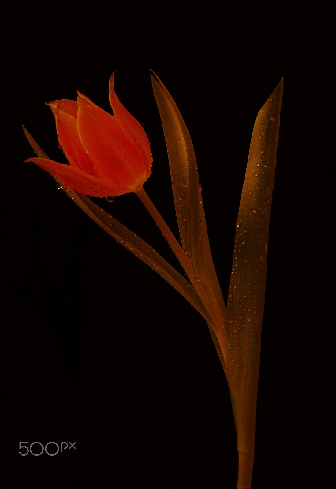 Sigma 50-150mm F2.8 EX APO DC OS HSM sample photo. Tulip photography