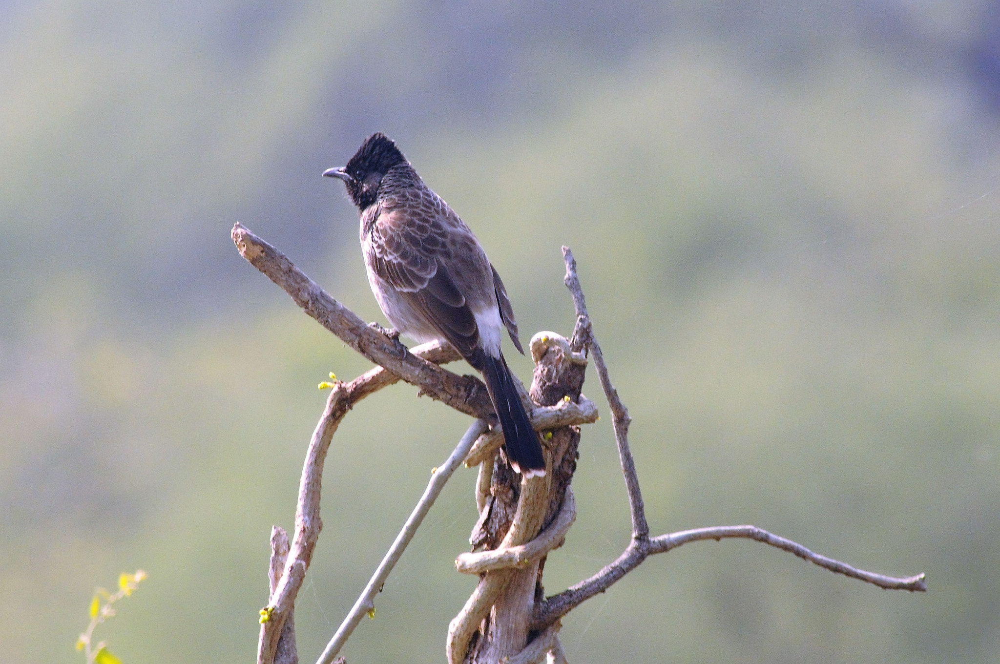 AF Zoom-Nikkor 70-300mm f/4-5.6D ED sample photo. Red vented bulbul photography