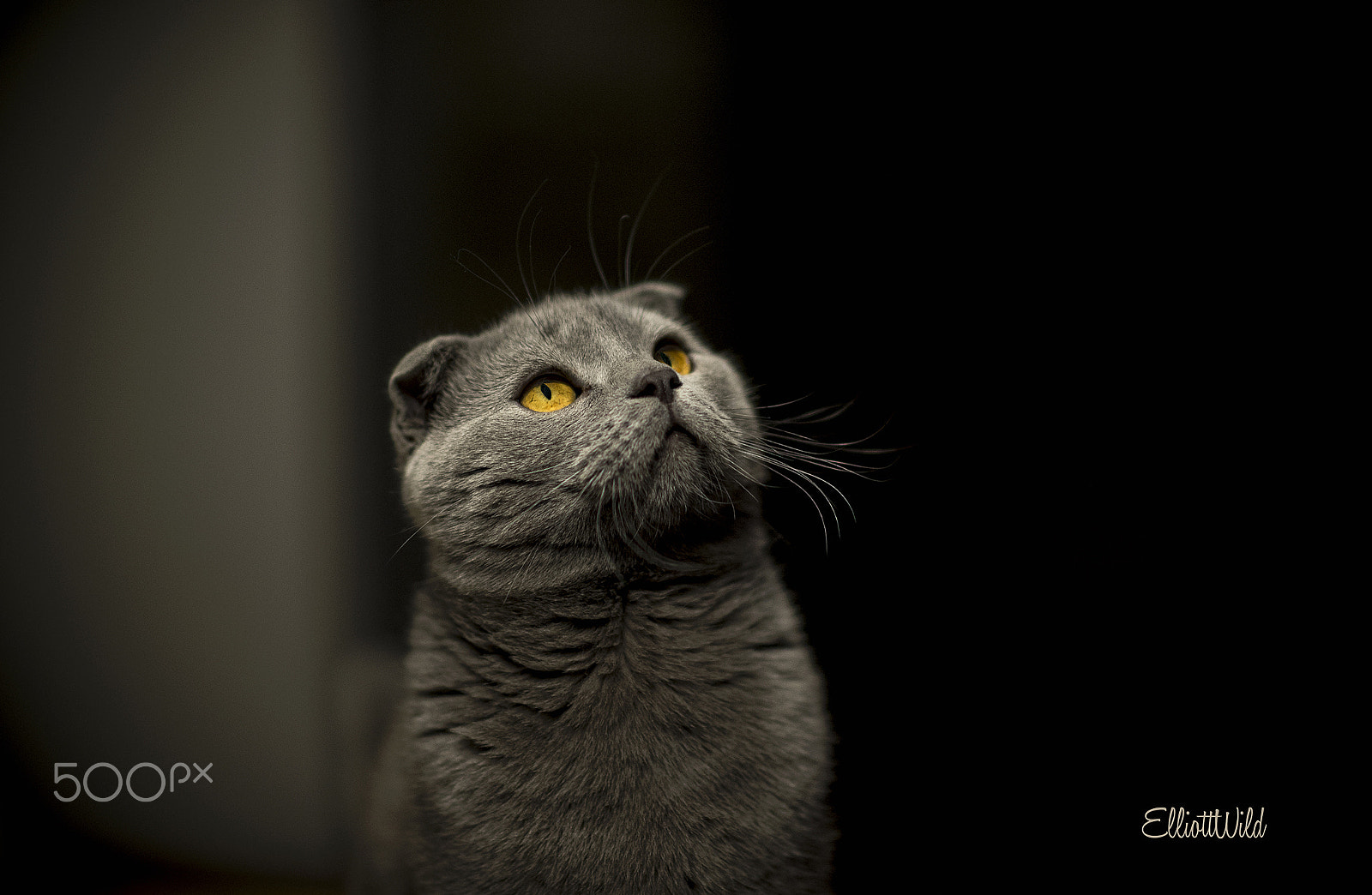 Nikon Df + Nikon AF-S Nikkor 85mm F1.4G sample photo. Loki and light photography