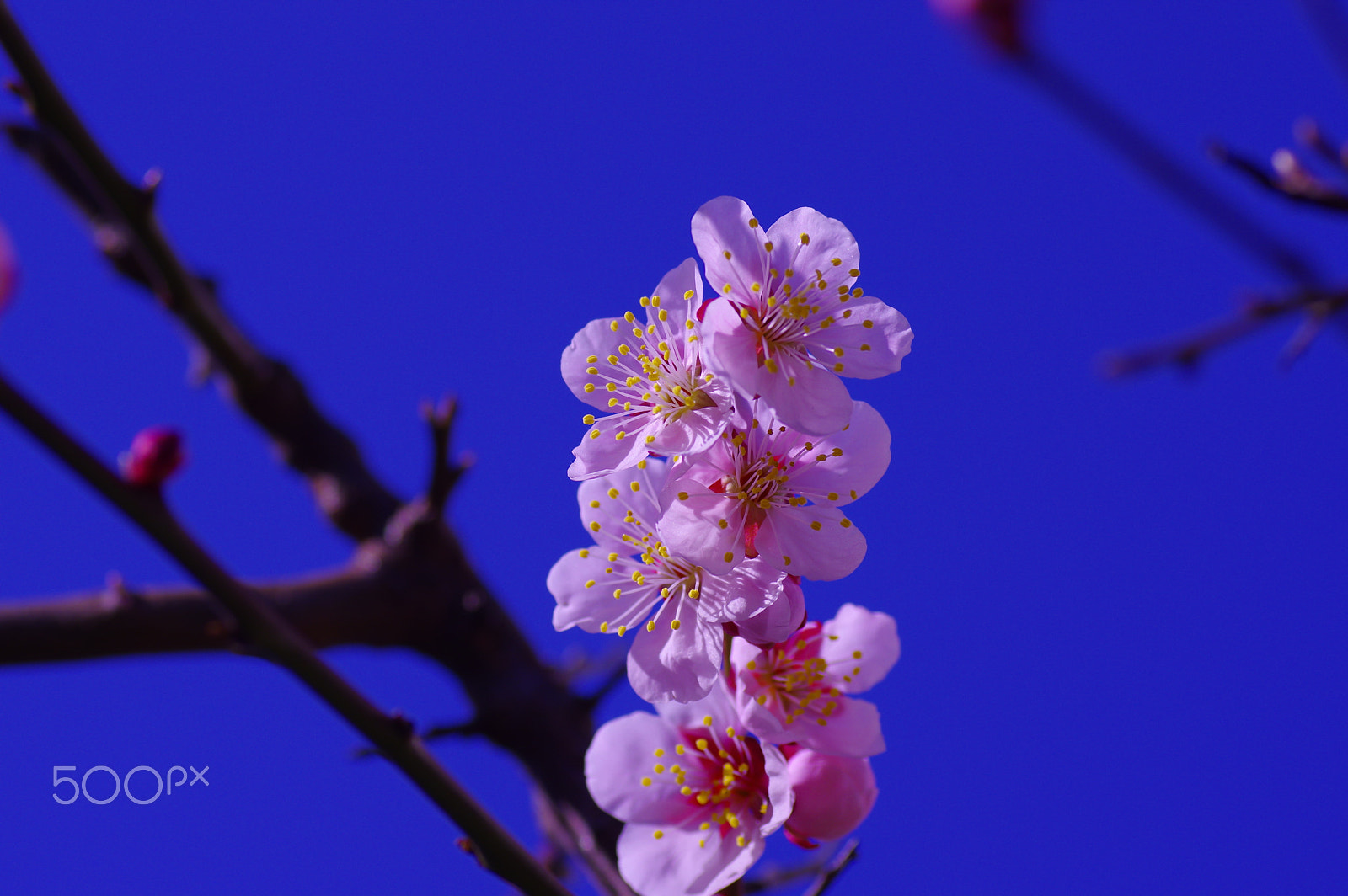 Tamron SP AF 90mm F2.8 Di Macro sample photo. "梅花 "baika photography