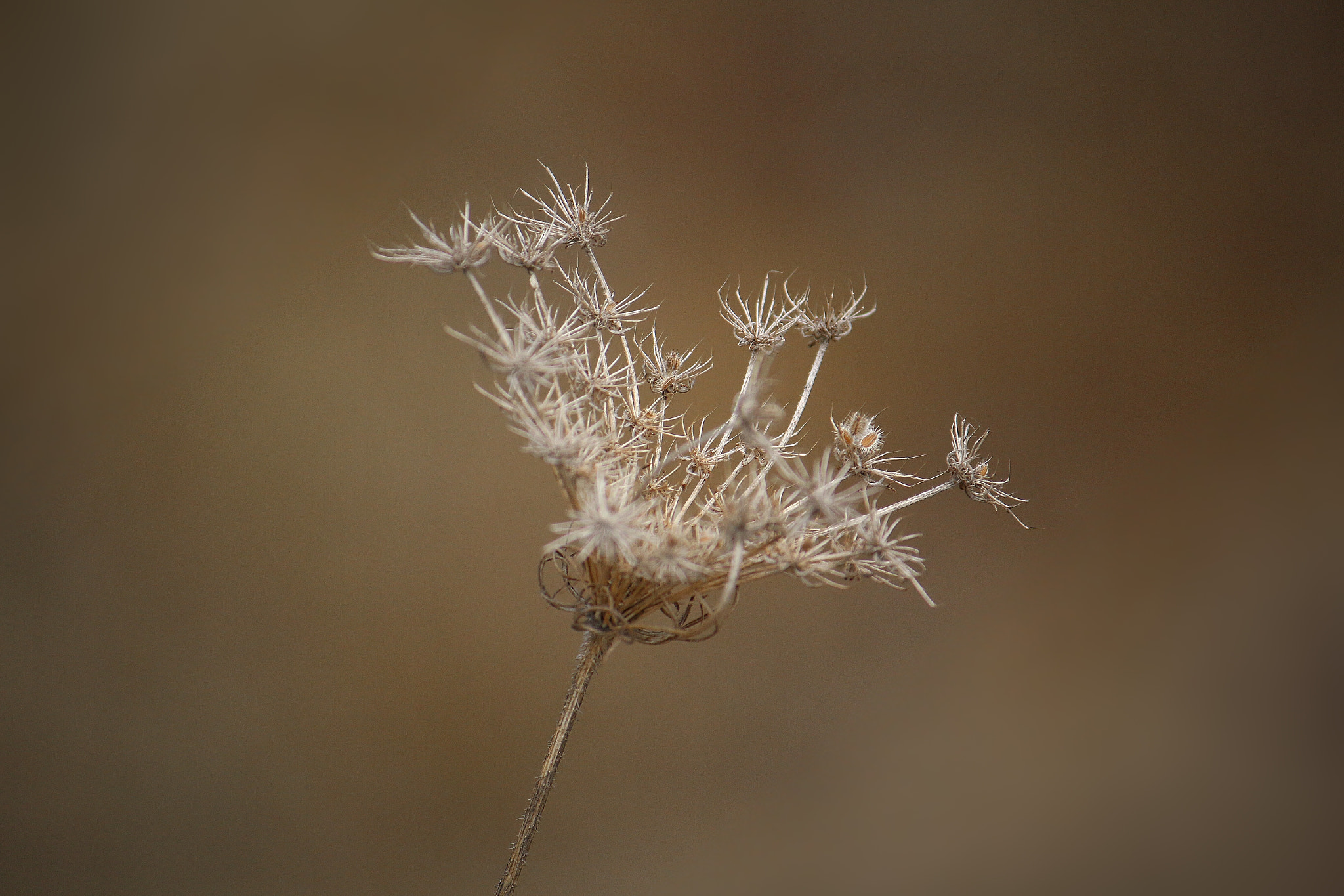 Canon EF-S 55-250mm F4-5.6 IS sample photo. Minimalist art photography