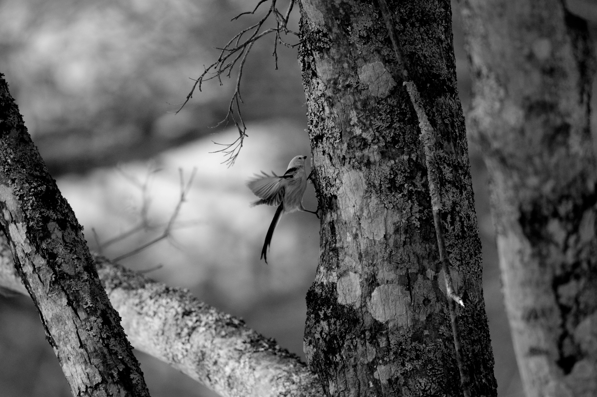 XF100-400mmF4.5-5.6 R LM OIS WR + 1.4x sample photo. Aegithalos caudatus photography