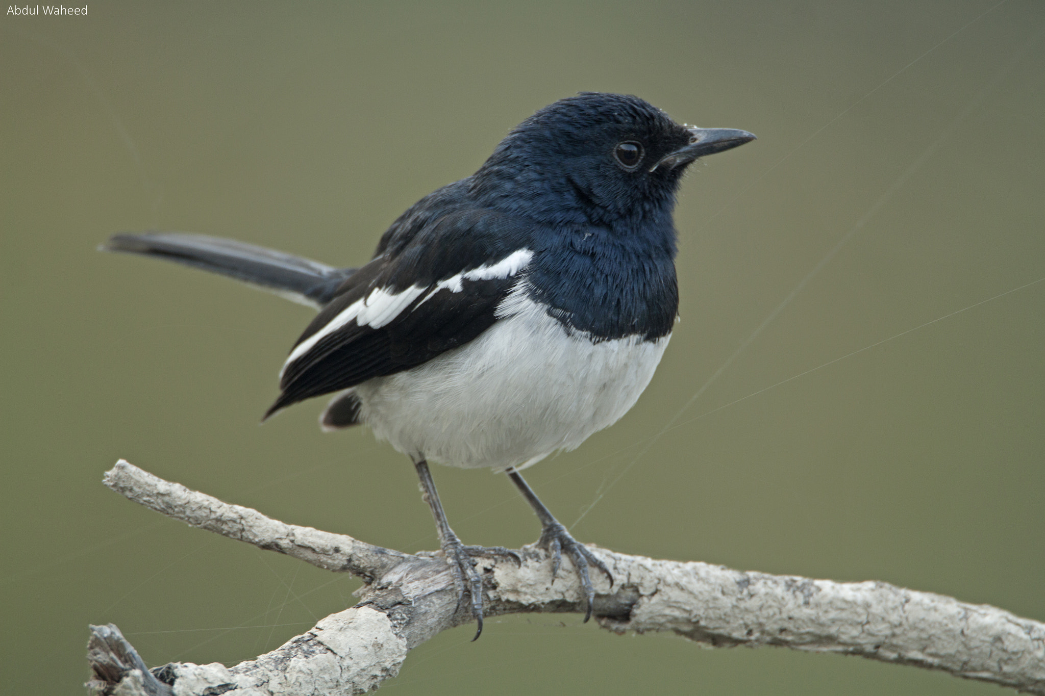 Tamron SP 150-600mm F5-6.3 Di VC USD sample photo. Oriental magpie photography