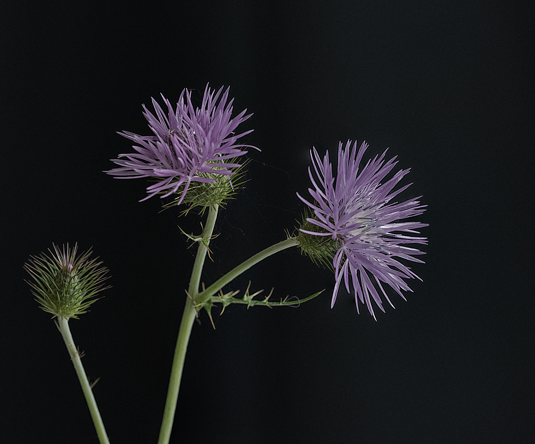 Sigma 150mm F2.8 EX DG OS Macro HSM sample photo. Cardo photography
