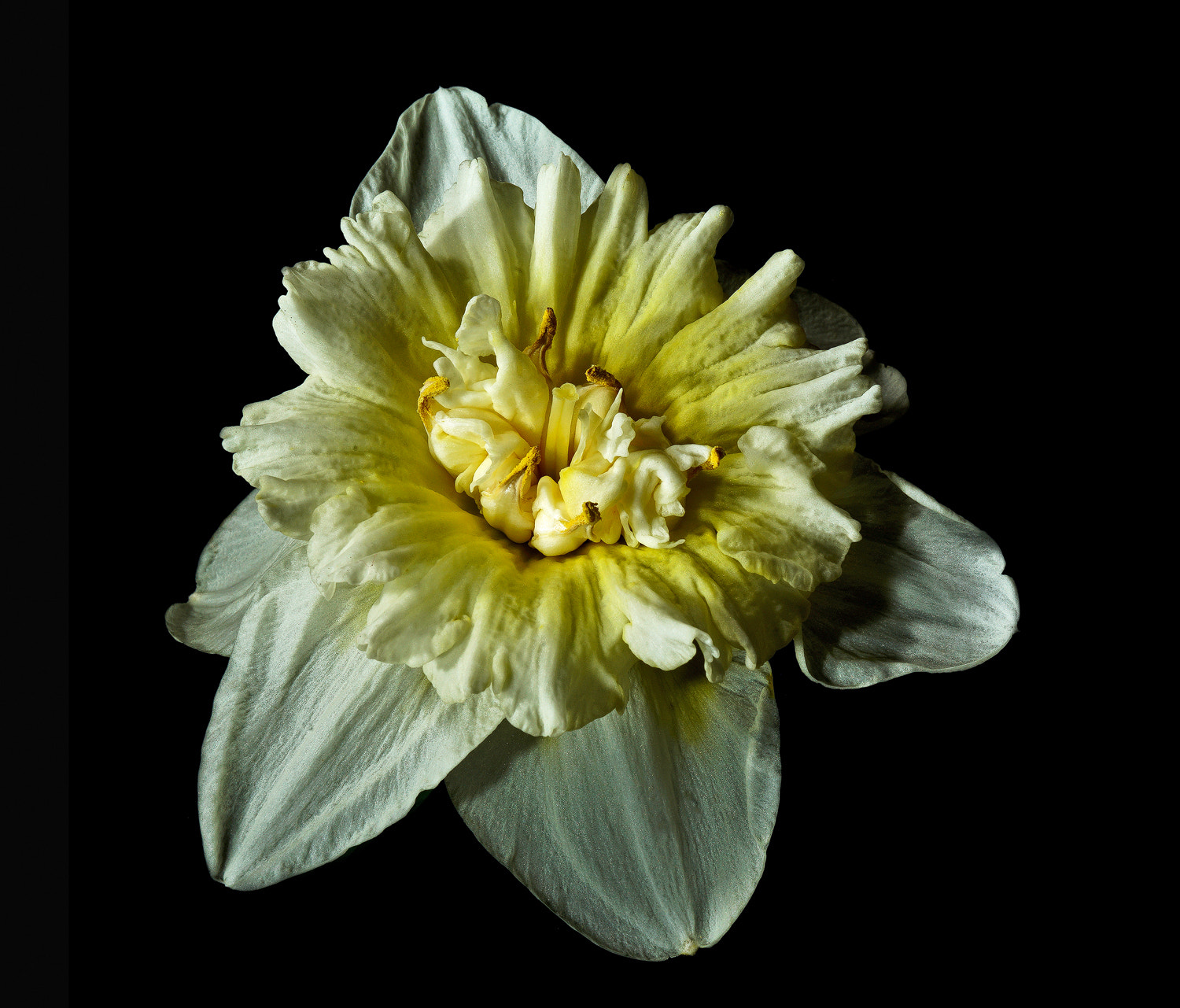 100mm F2.8 SSM sample photo. Fancy daff photography