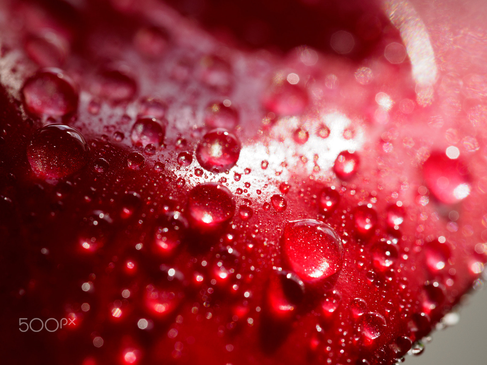 Olympus PEN E-PL7 sample photo. Drops of life photography