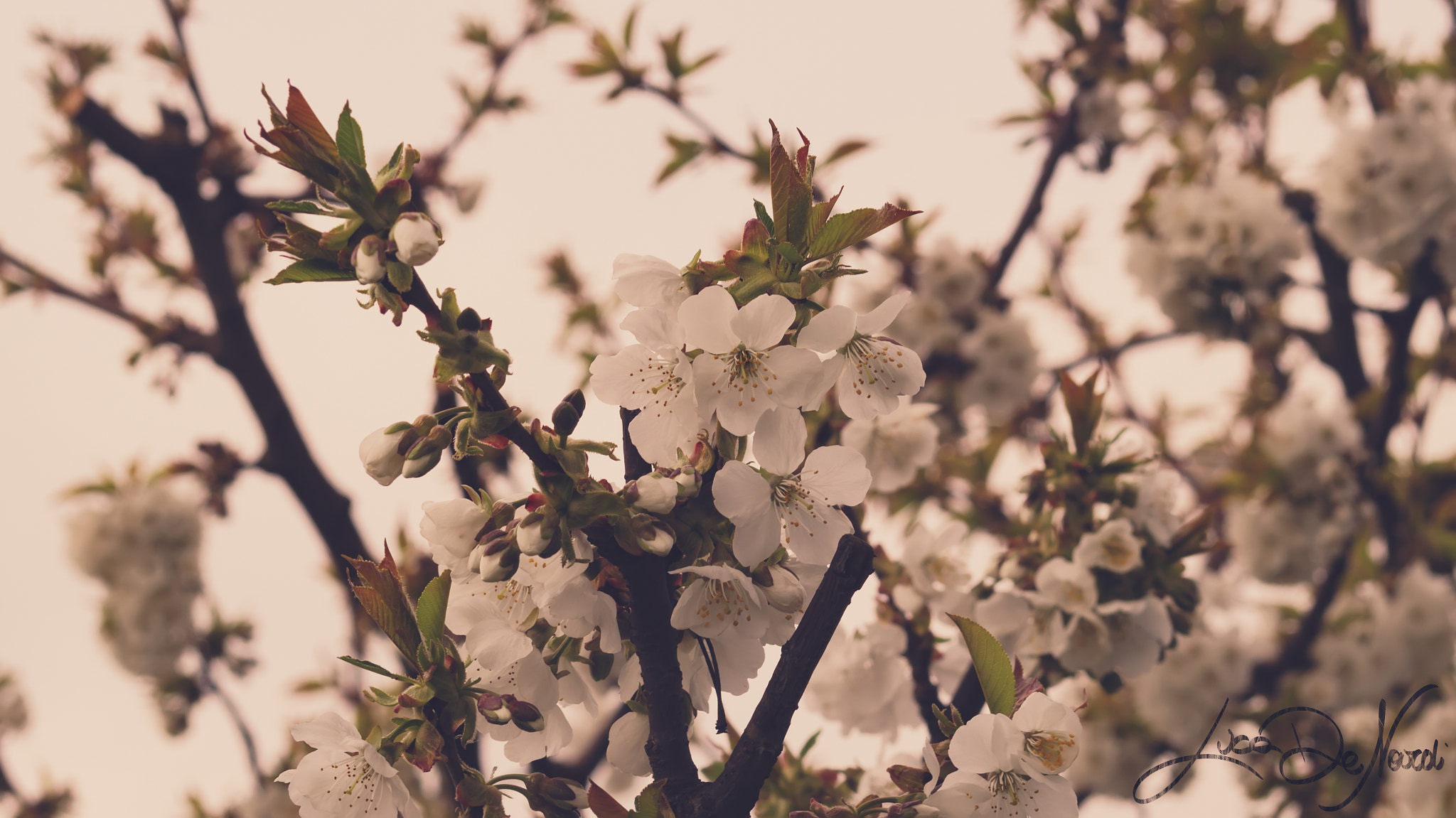Sony SLT-A35 sample photo. Spring awakening photography