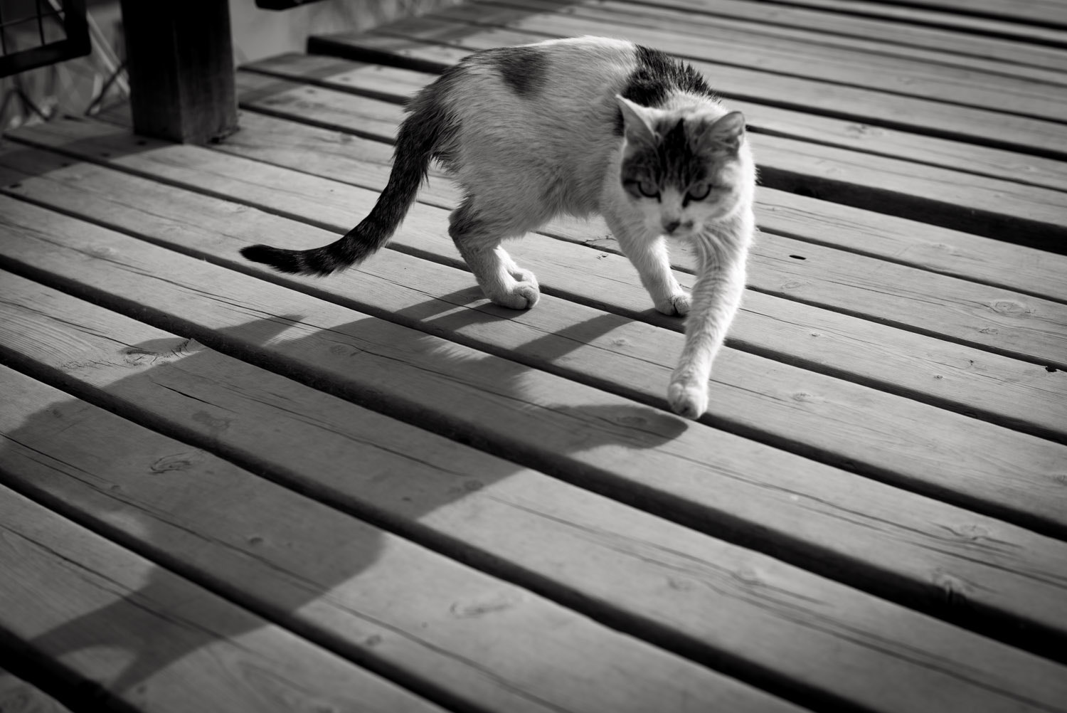 Summicron-M 1:2/35 sample photo
