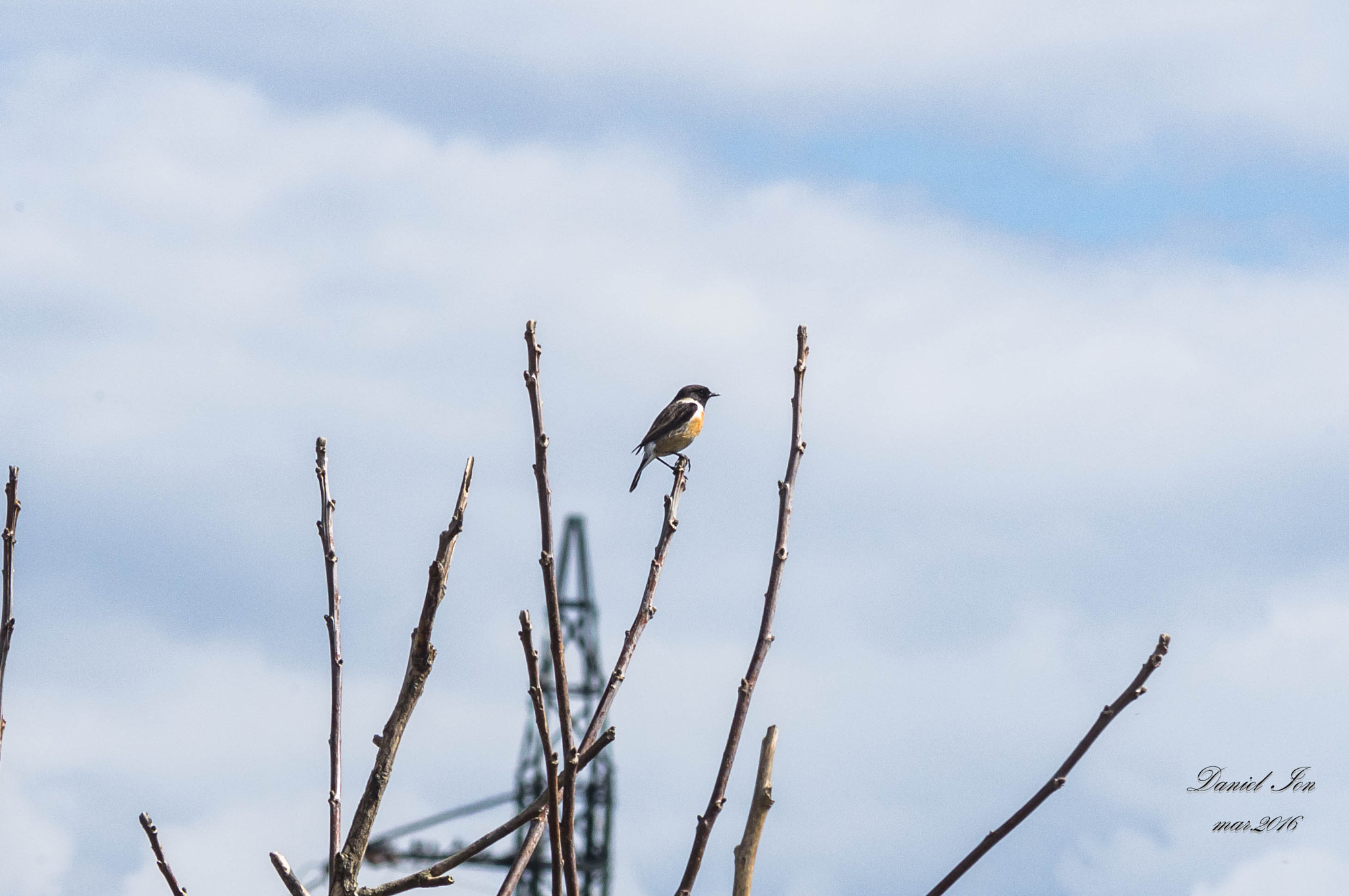 smc PENTAX-FA 70-200mm F4-5.6 sample photo. Saxicola rubicola photography