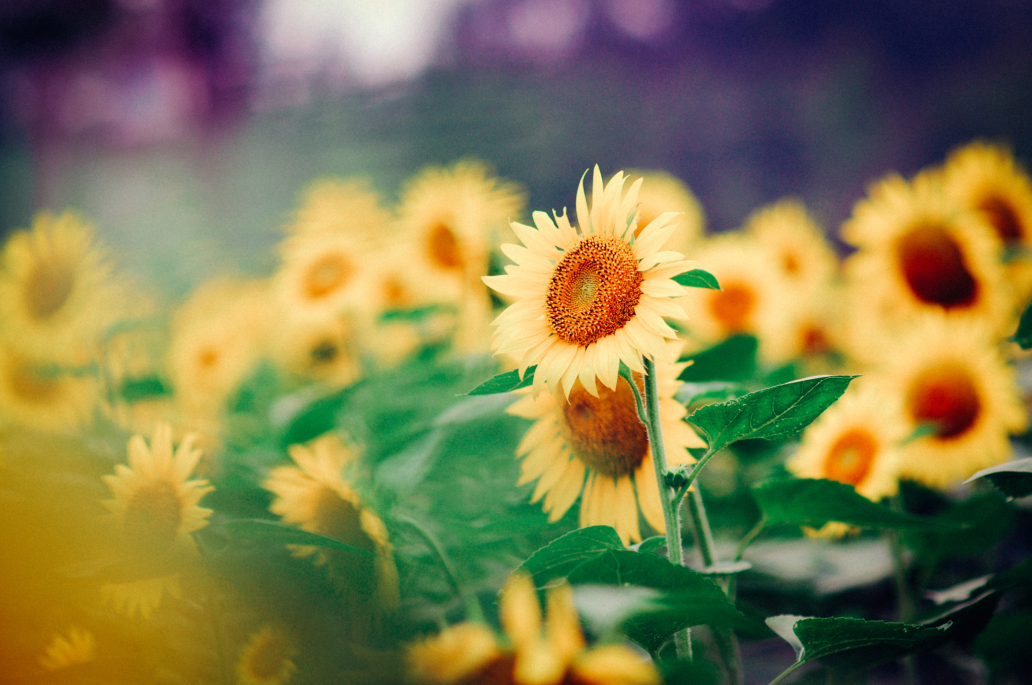 Nikon D300S + Sigma 85mm F1.4 EX DG HSM sample photo. Sunflower photography