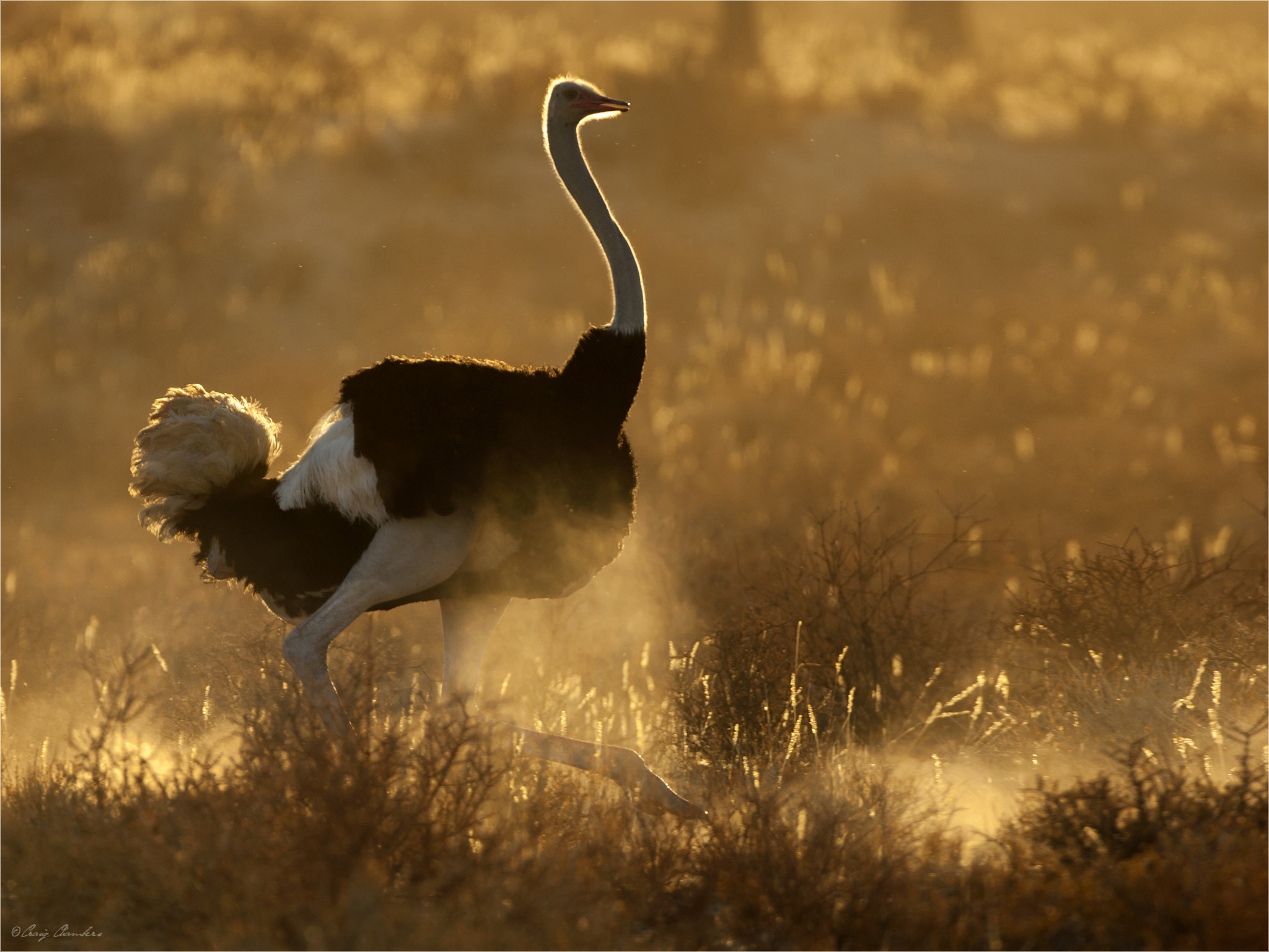 Canon EF 500mm F4L IS USM sample photo. On the run.jpg photography