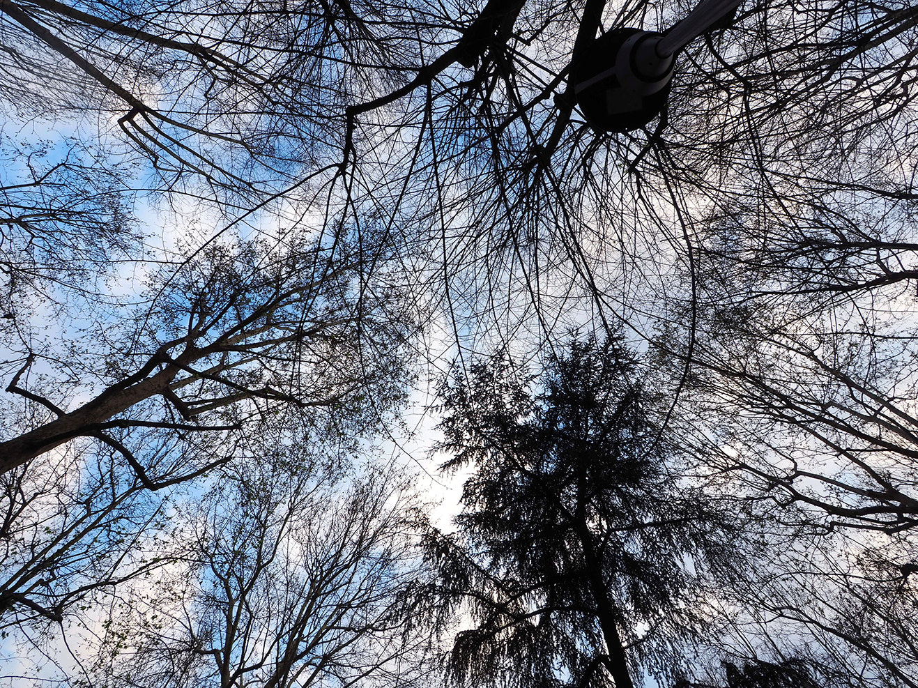 Olympus OM-D E-M10 II + OLYMPUS M.9-18mm F4.0-5.6 sample photo. Trees canopy photography