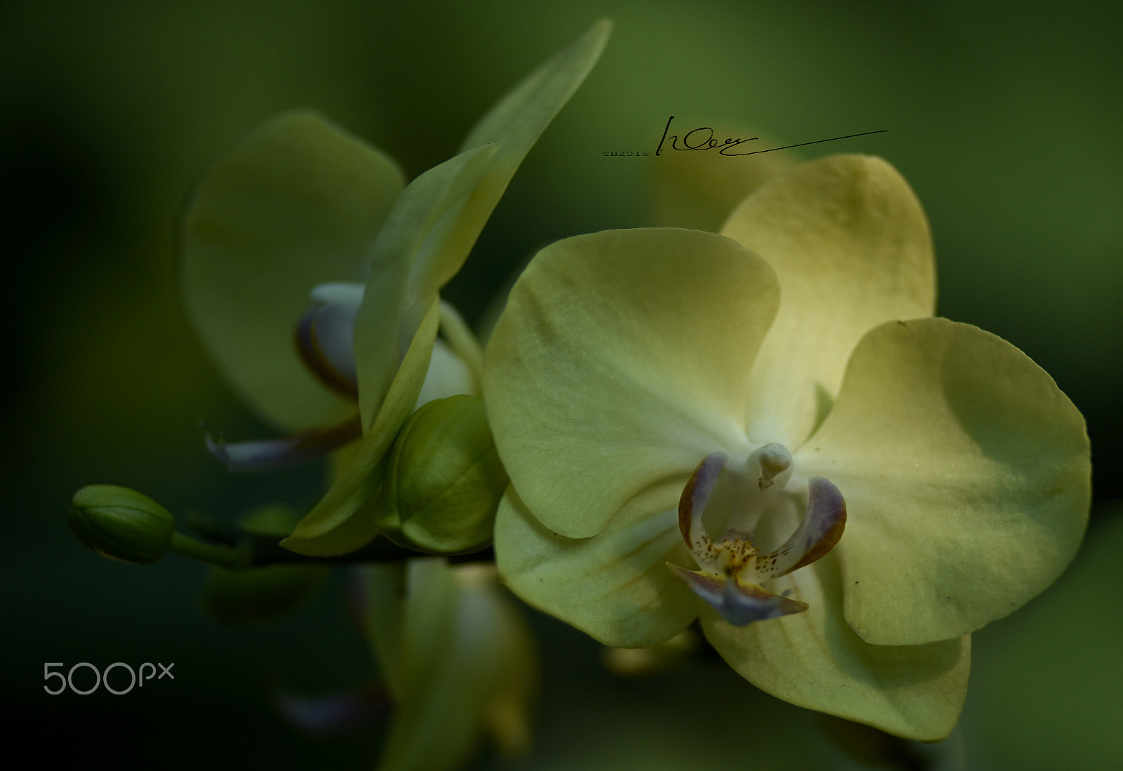 Nikon D750 + Nikon AF Nikkor 180mm F2.8D ED-IF sample photo