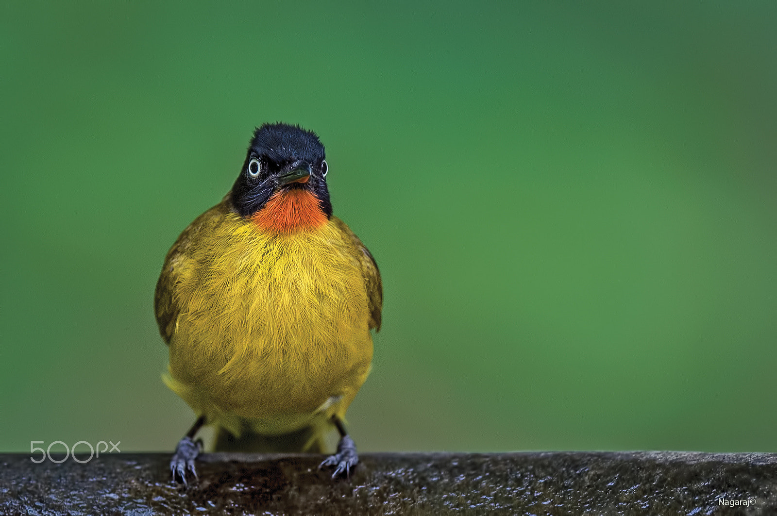 Nikon D4S sample photo. Flame throated bulbul photography