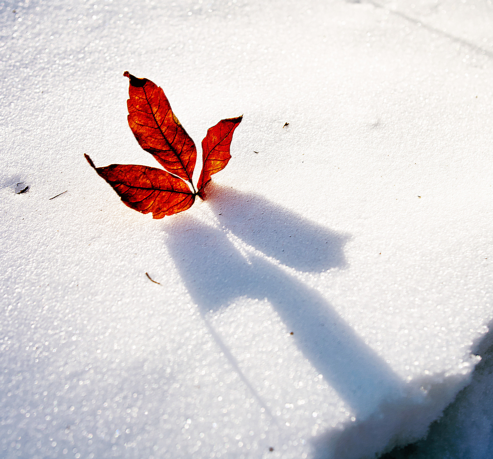 Canon EF 20-35mm f/2.8L sample photo. 副本 photography