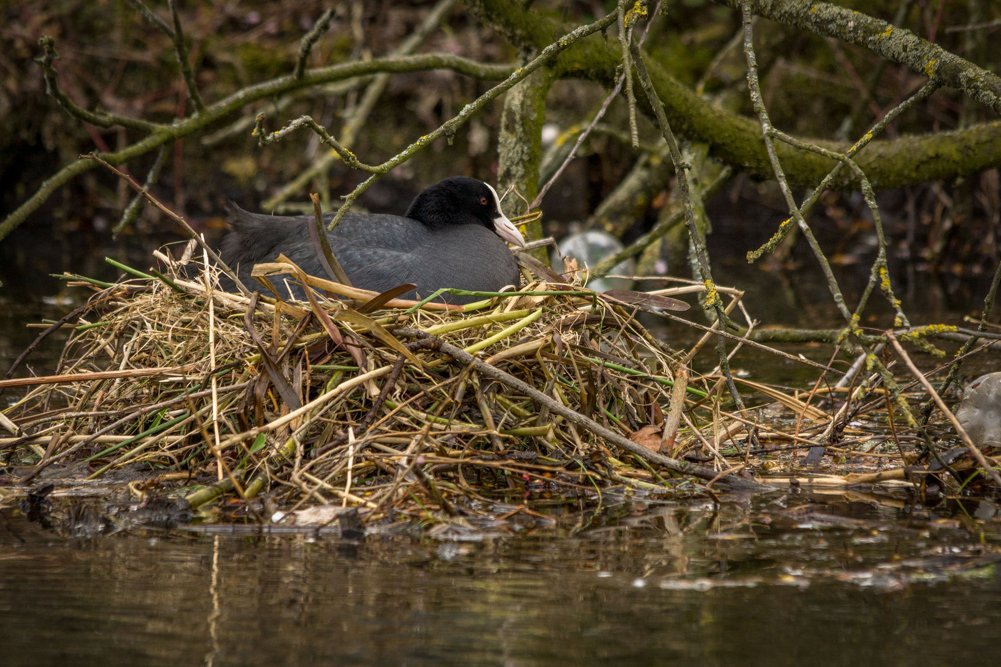 Sony SLT-A77 + Sigma 150-500mm F5-6.3 DG OS HSM sample photo. Sitting on a nest photography