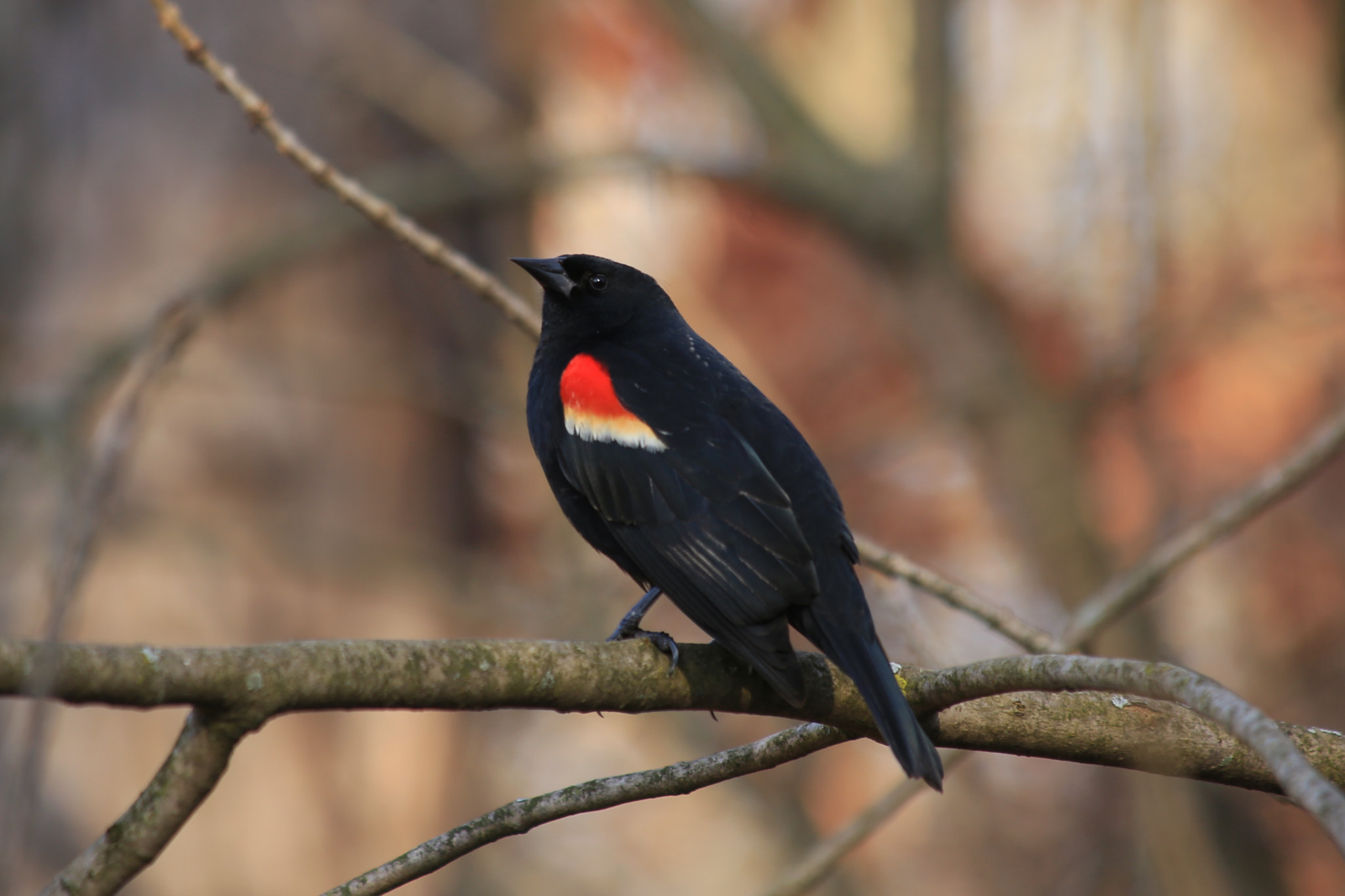 Canon EF 70-300mm F4-5.6 IS USM sample photo