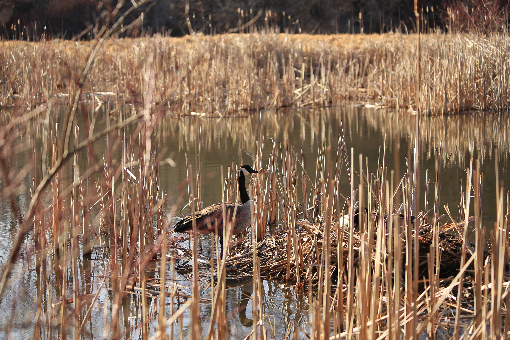 Canon EF 70-300mm F4-5.6 IS USM sample photo