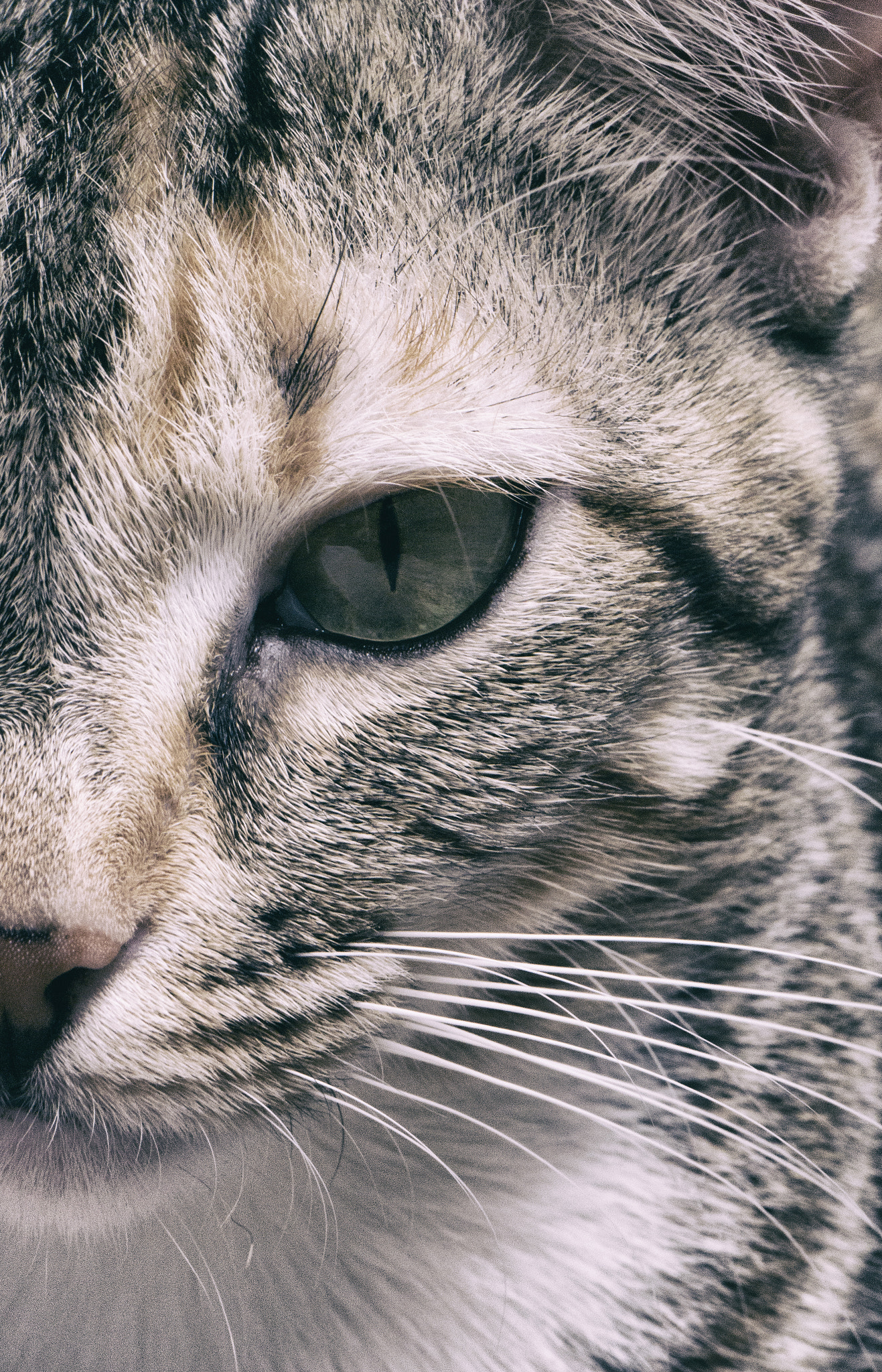 Samsung NX300 + Samsung NX 60mm F2.8 Macro ED OIS SSA sample photo. Sam_3431.jpg photography