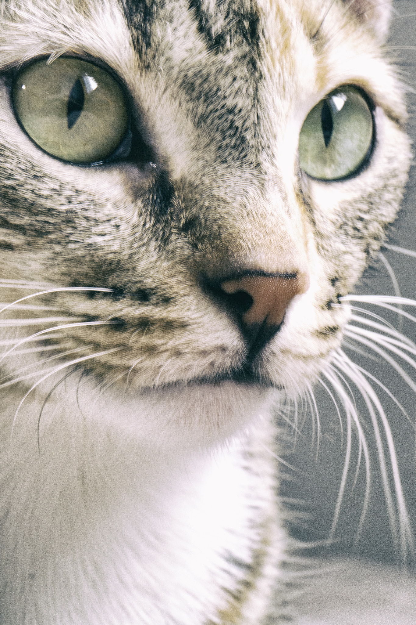 Samsung NX300 + Samsung NX 60mm F2.8 Macro ED OIS SSA sample photo. Sam_3427.jpg photography