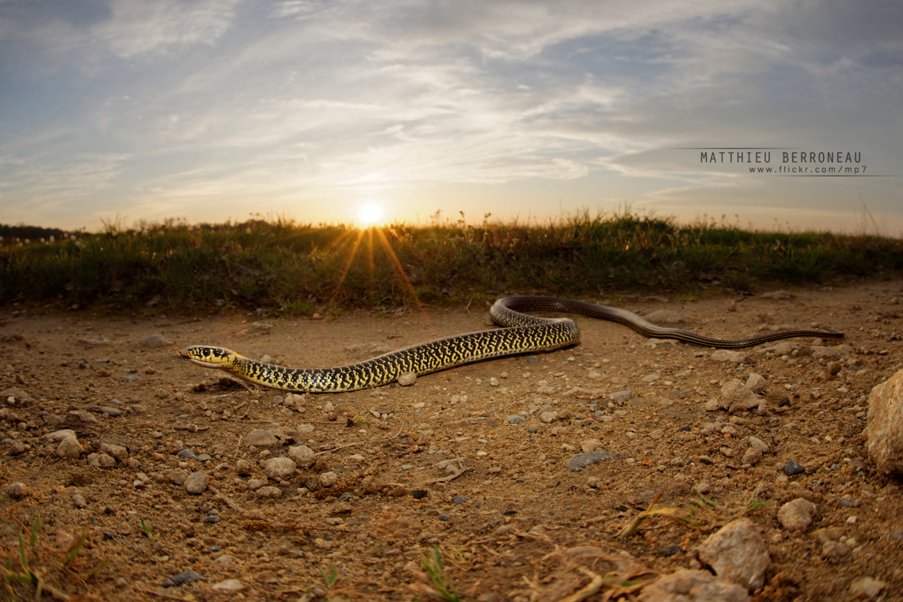Sigma 15mm F2.8 EX DG Diagonal Fisheye sample photo. Sunset snake photography