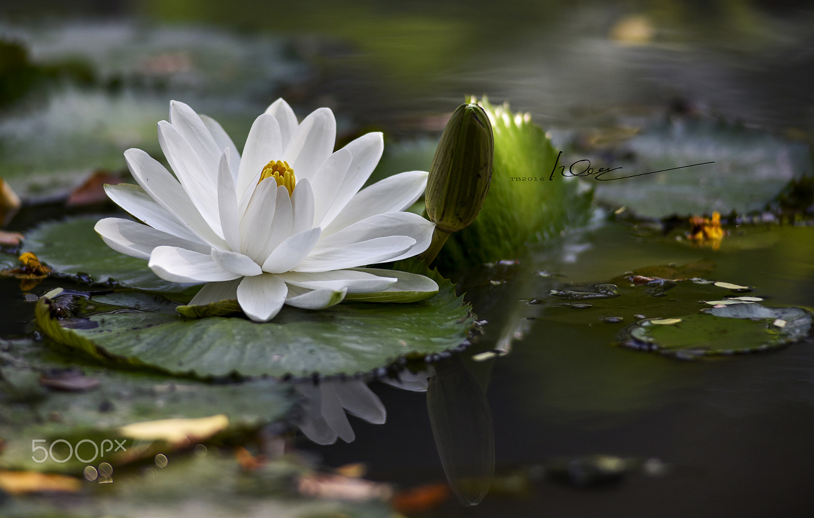 Nikon D750 + Nikon AF Nikkor 180mm F2.8D ED-IF sample photo