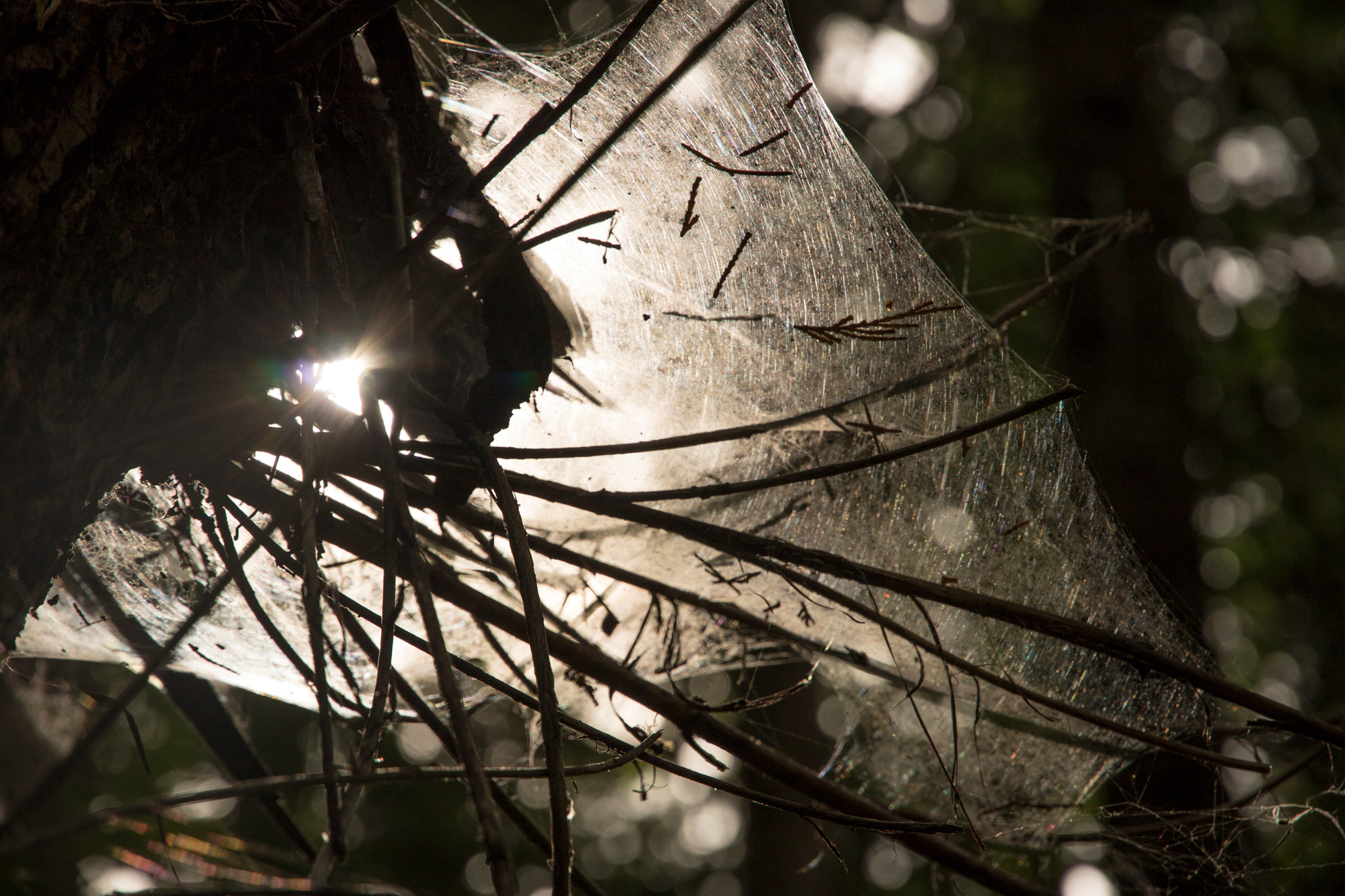 Canon EOS 760D (EOS Rebel T6s / EOS 8000D) + Canon EF-S 15-85mm F3.5-5.6 IS USM sample photo. Spider web photography