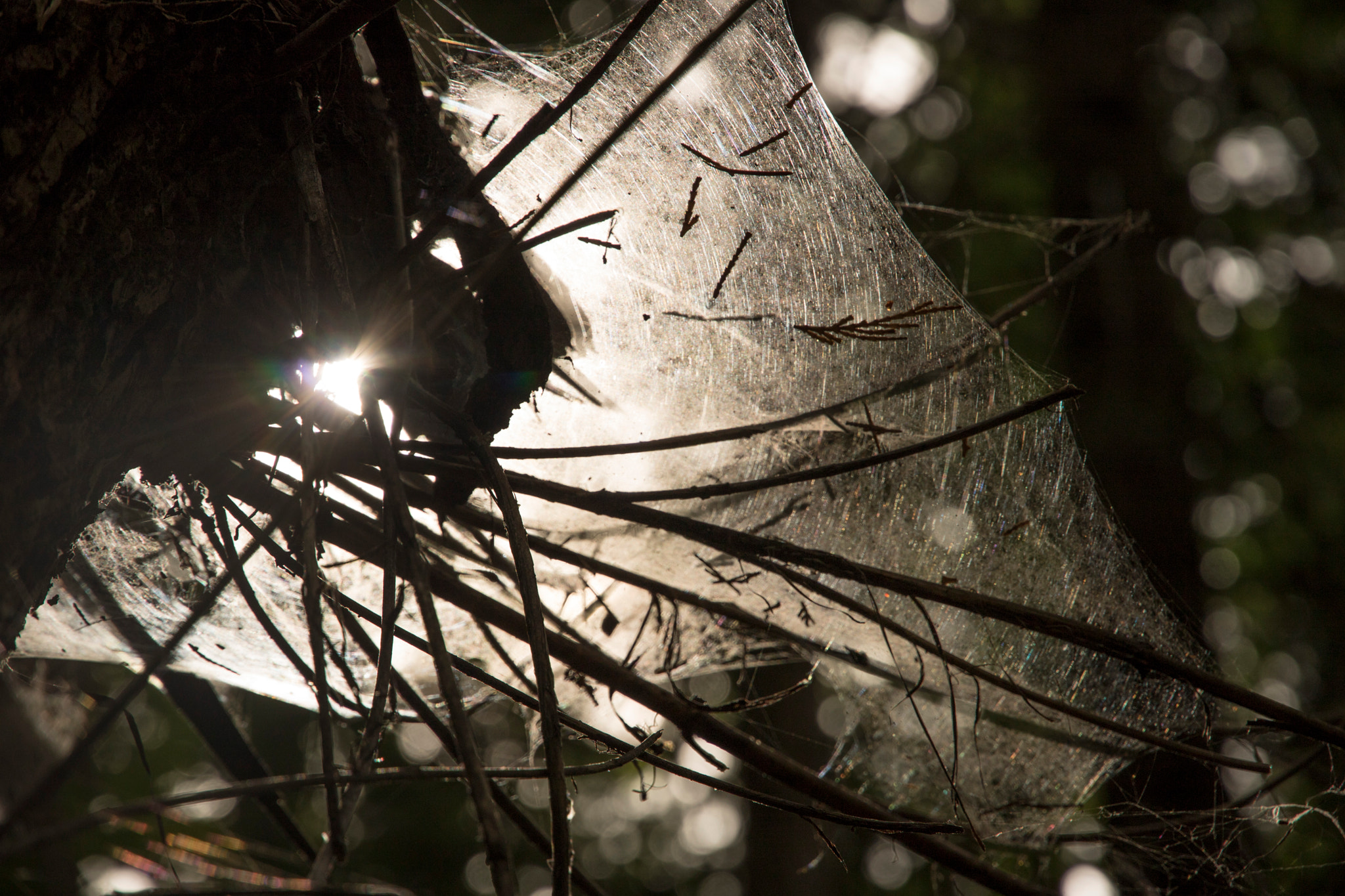 Canon EOS 760D (EOS Rebel T6s / EOS 8000D) sample photo. Spider web photography