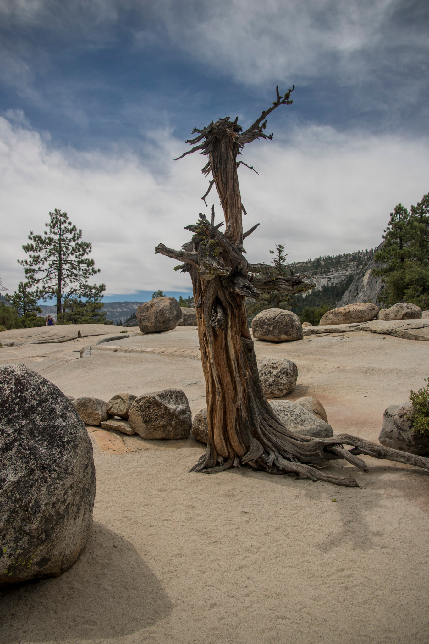 Canon EOS 760D (EOS Rebel T6s / EOS 8000D) sample photo. Yosemite tree photography