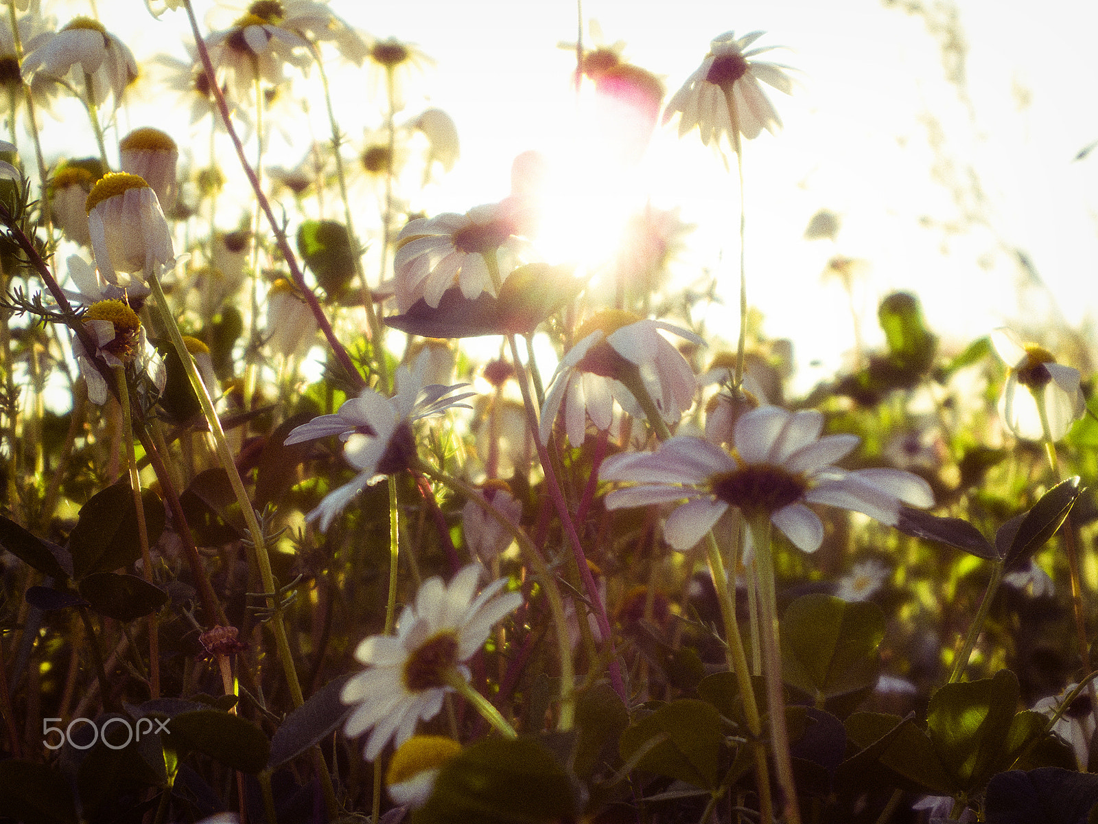 Pentax 02 Standard Zoom sample photo. Daisies* photography