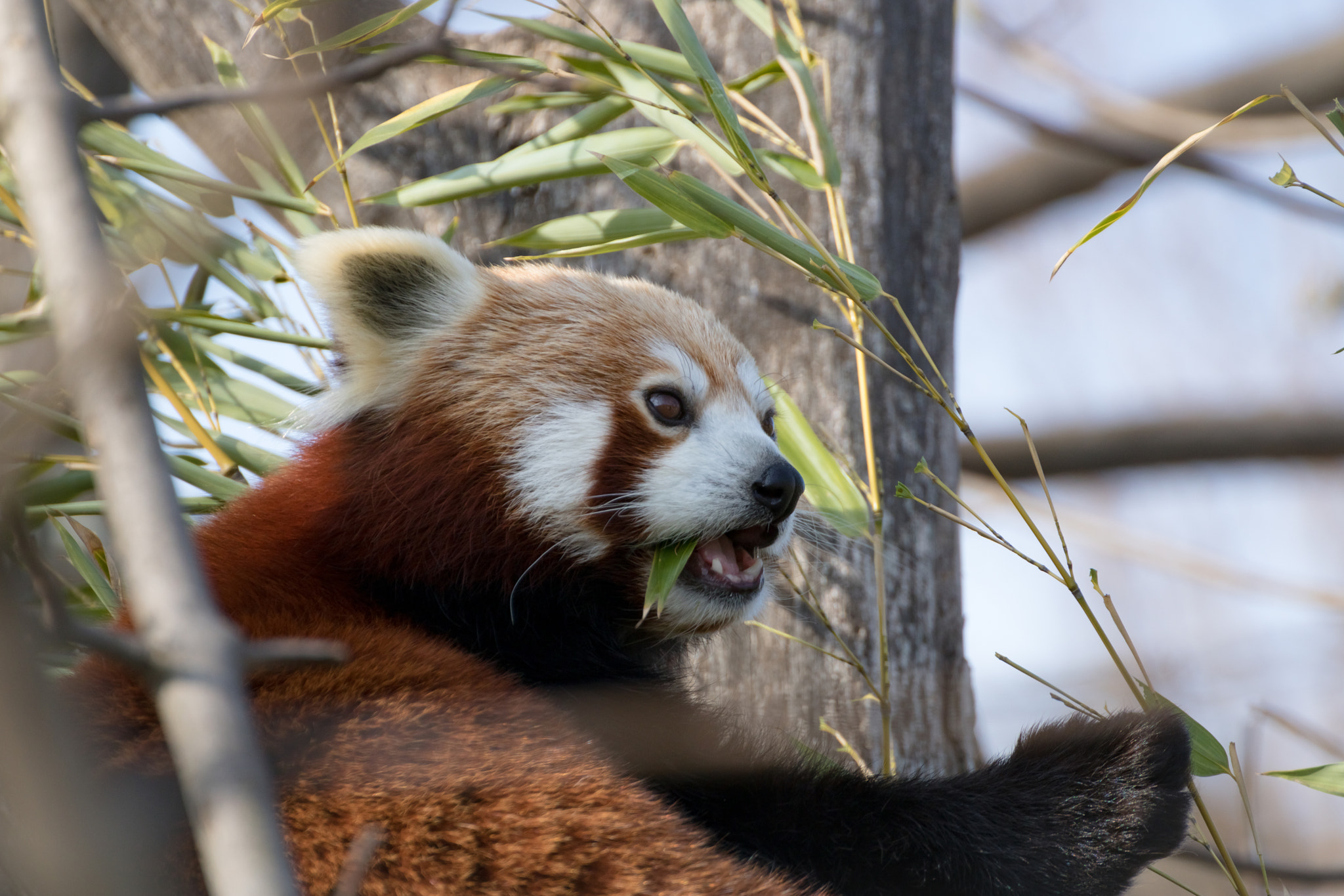 Canon EOS 750D (EOS Rebel T6i / EOS Kiss X8i) + Tamron SP 70-300mm F4-5.6 Di VC USD sample photo. Red panda photography