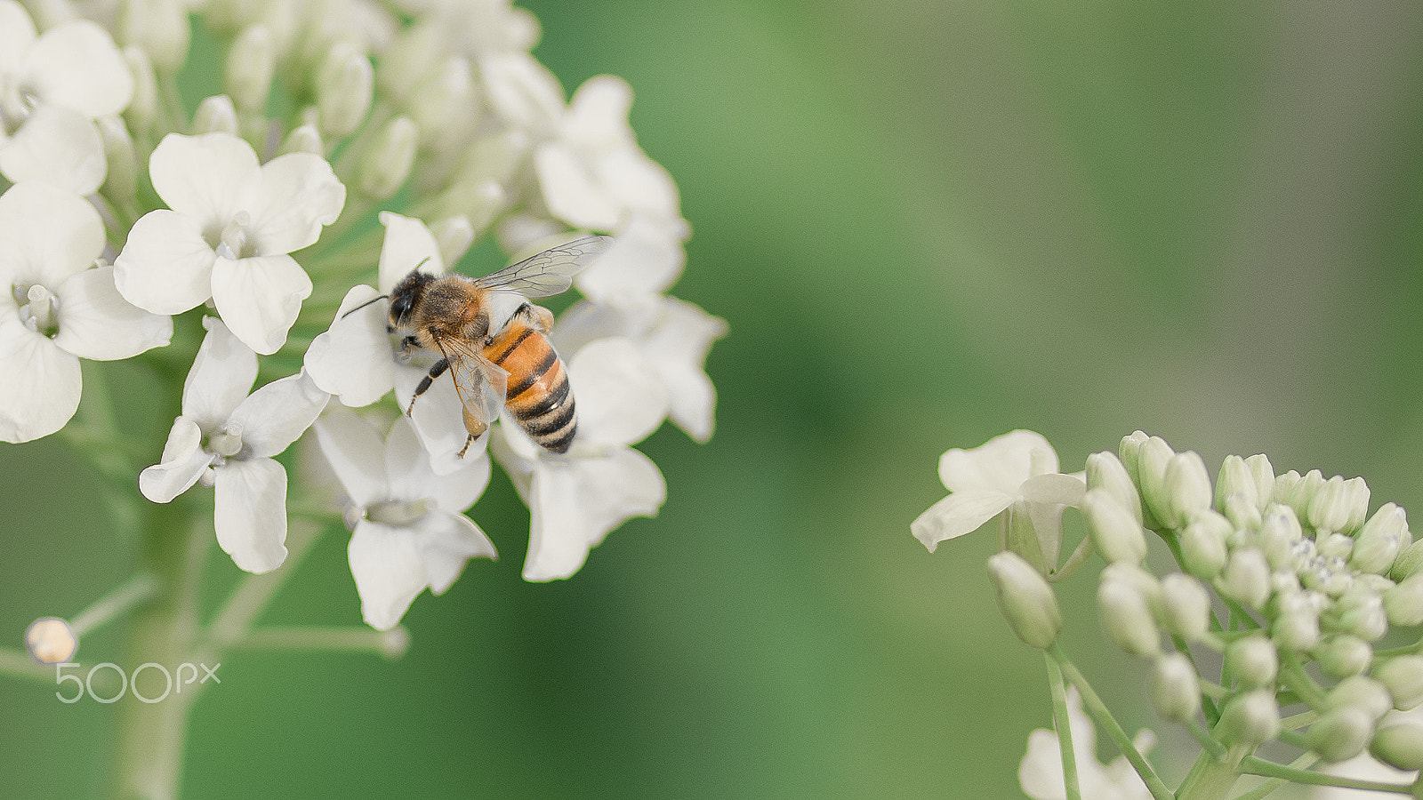 Sony a7R II + Canon EF 100mm F2.8L Macro IS USM sample photo. Dsc00157.jpg photography